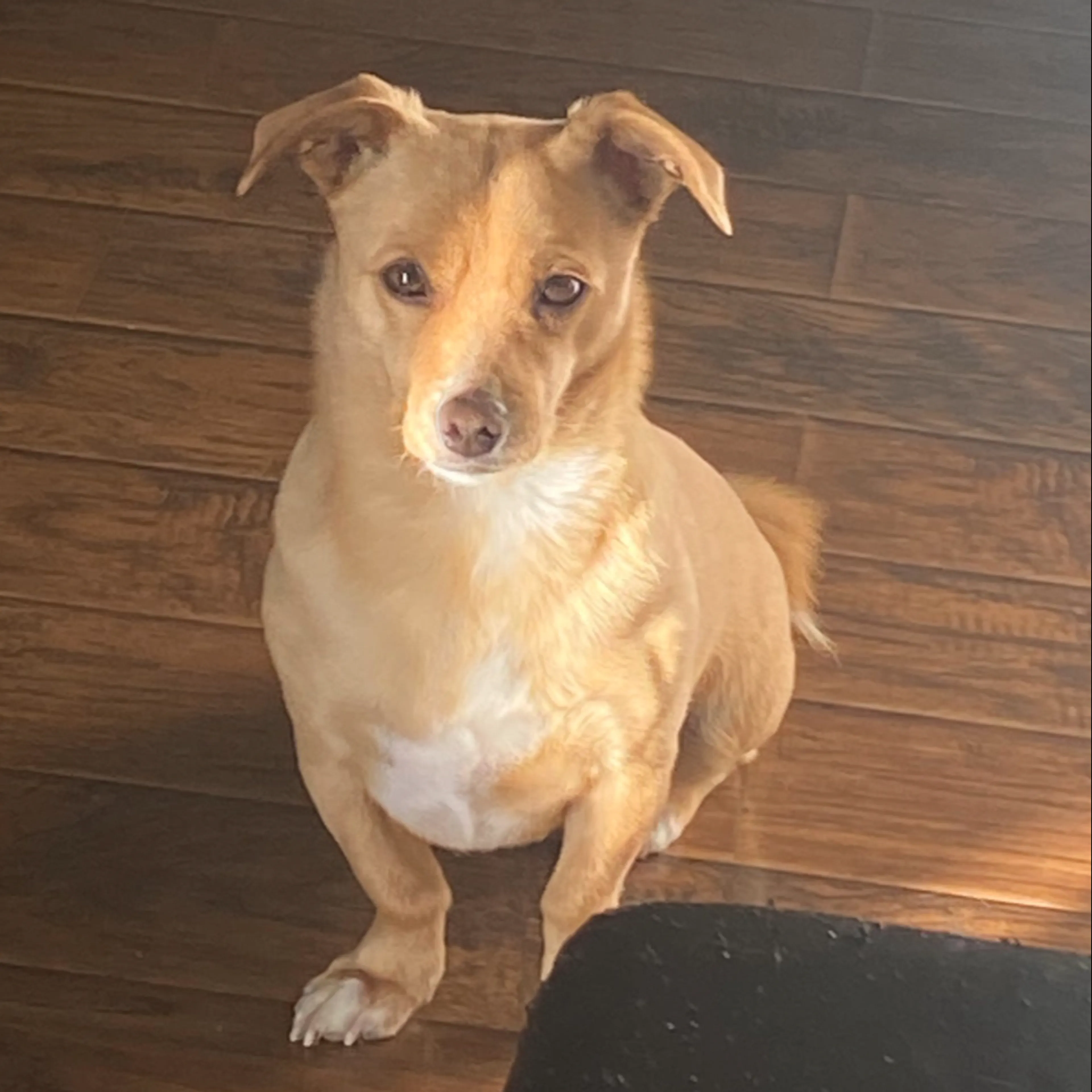 Lost pet-1