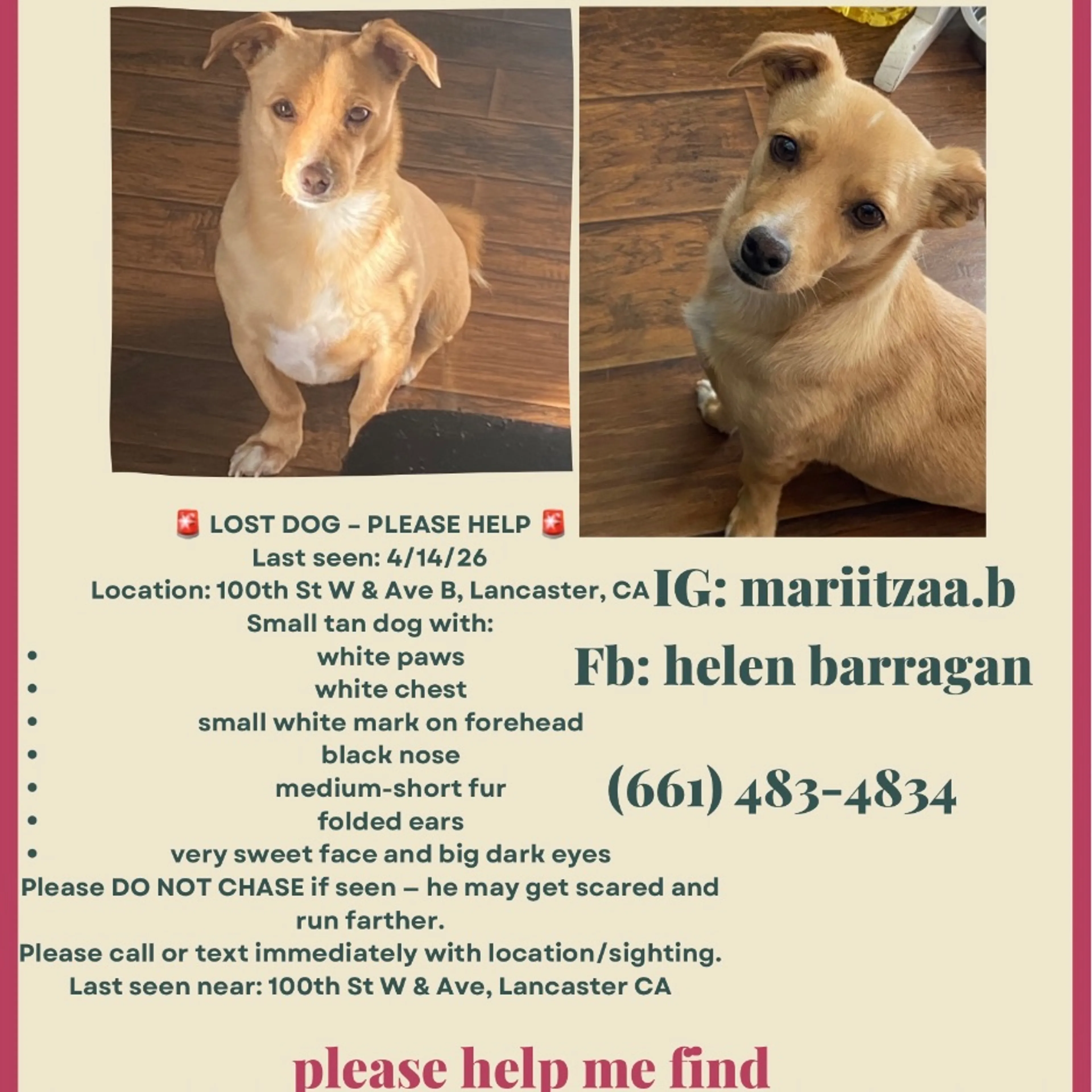 Lost pet-0
