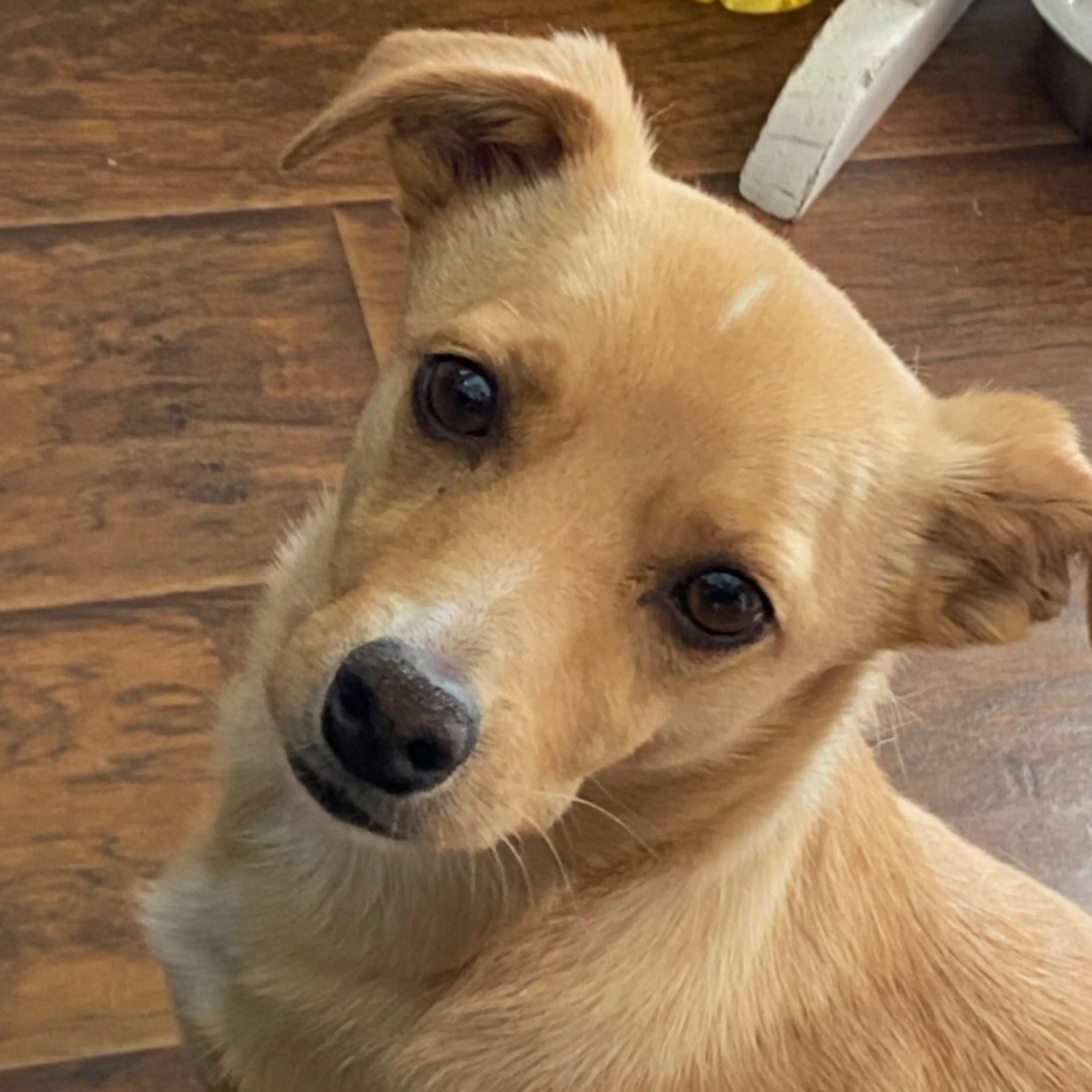 Lost pet-2