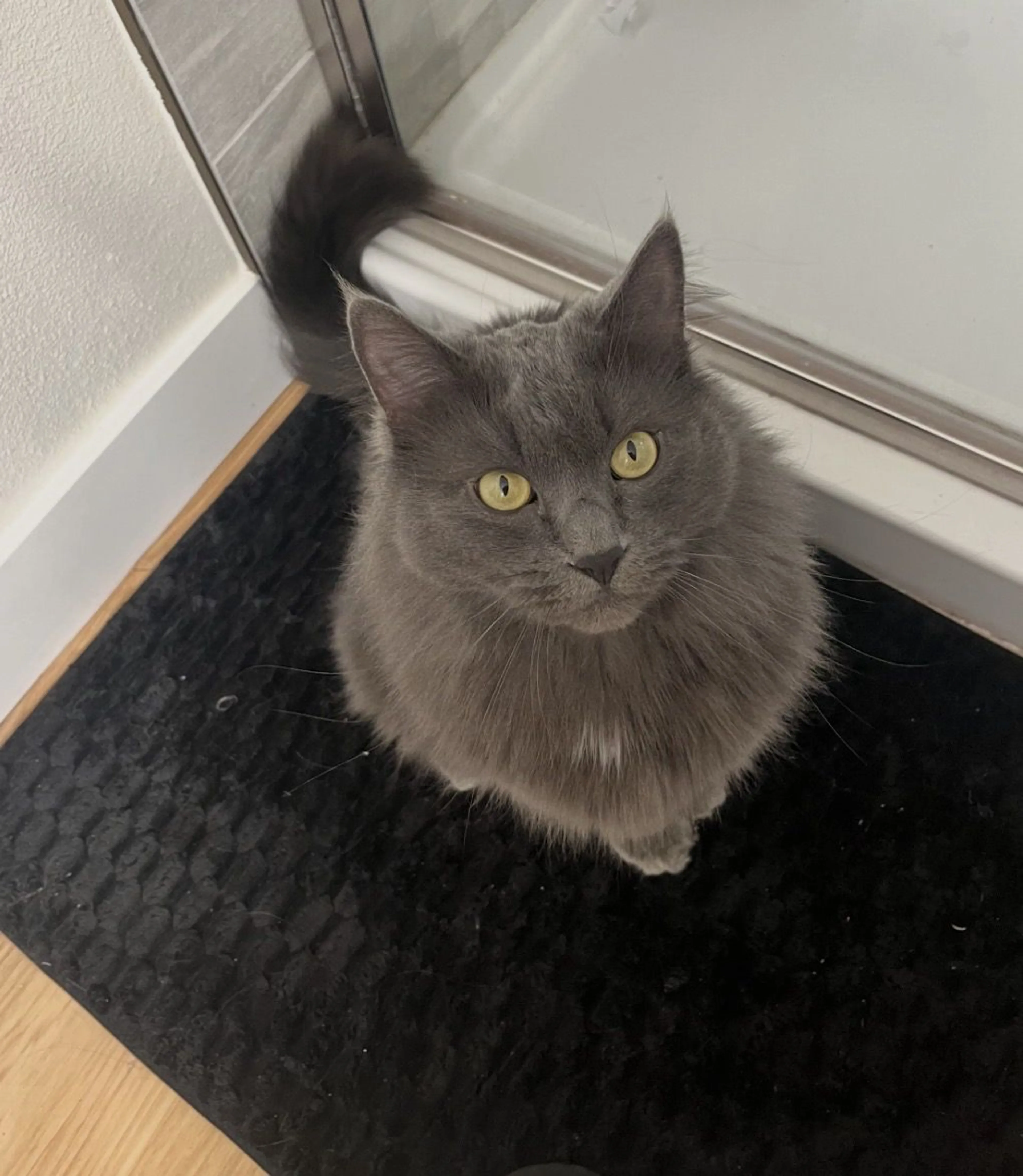 Lost pet-0