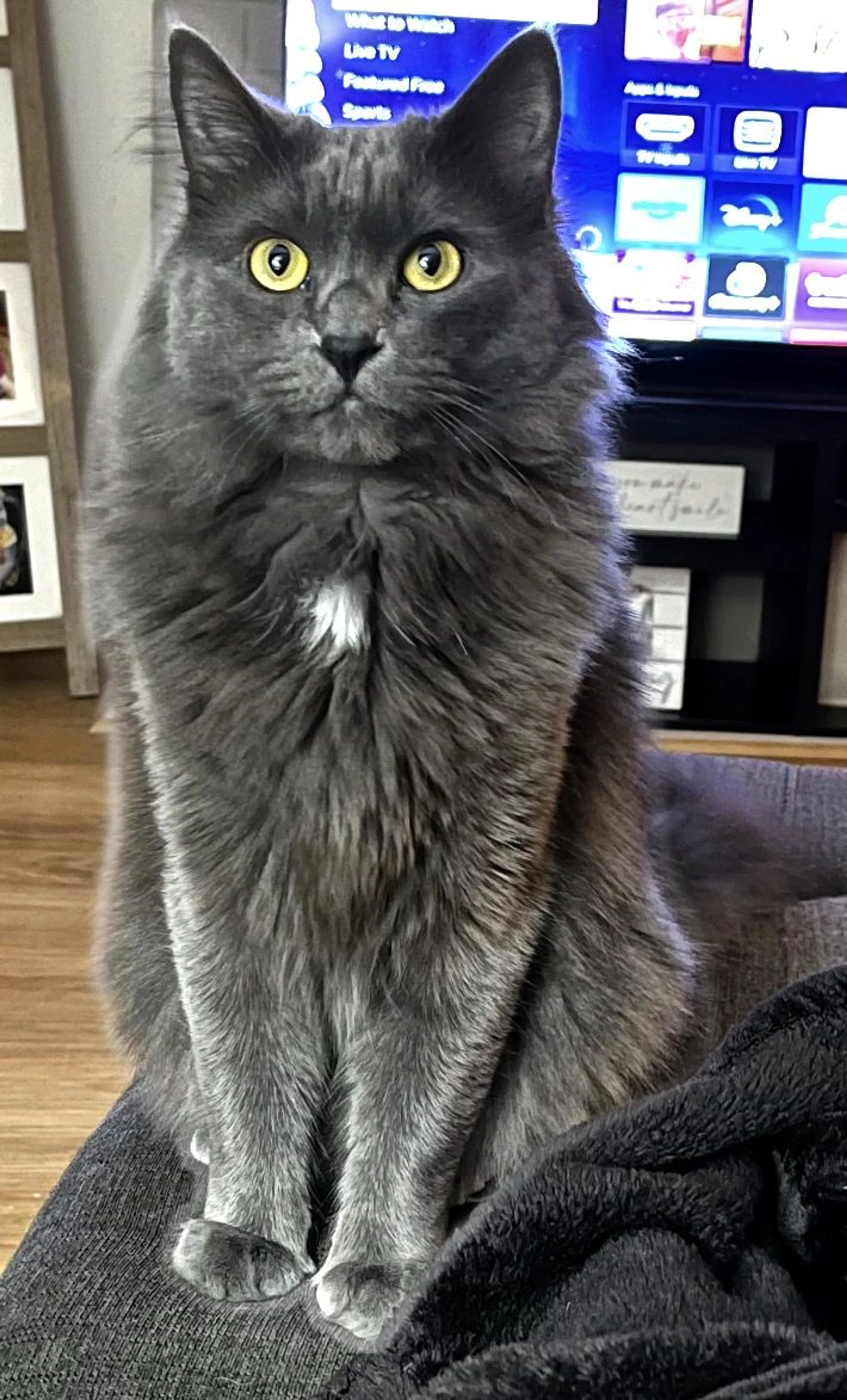 Lost pet-1