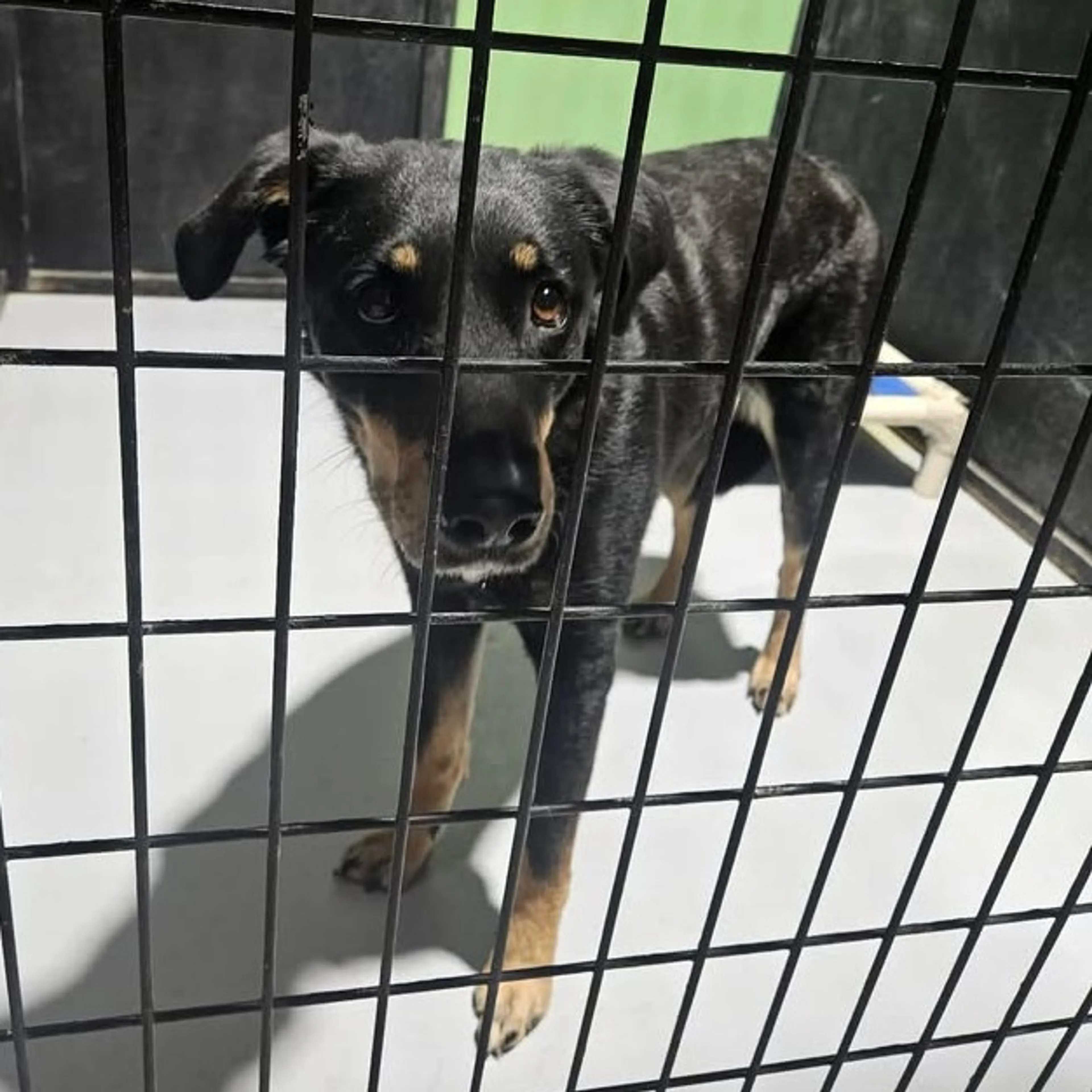 Found pet
