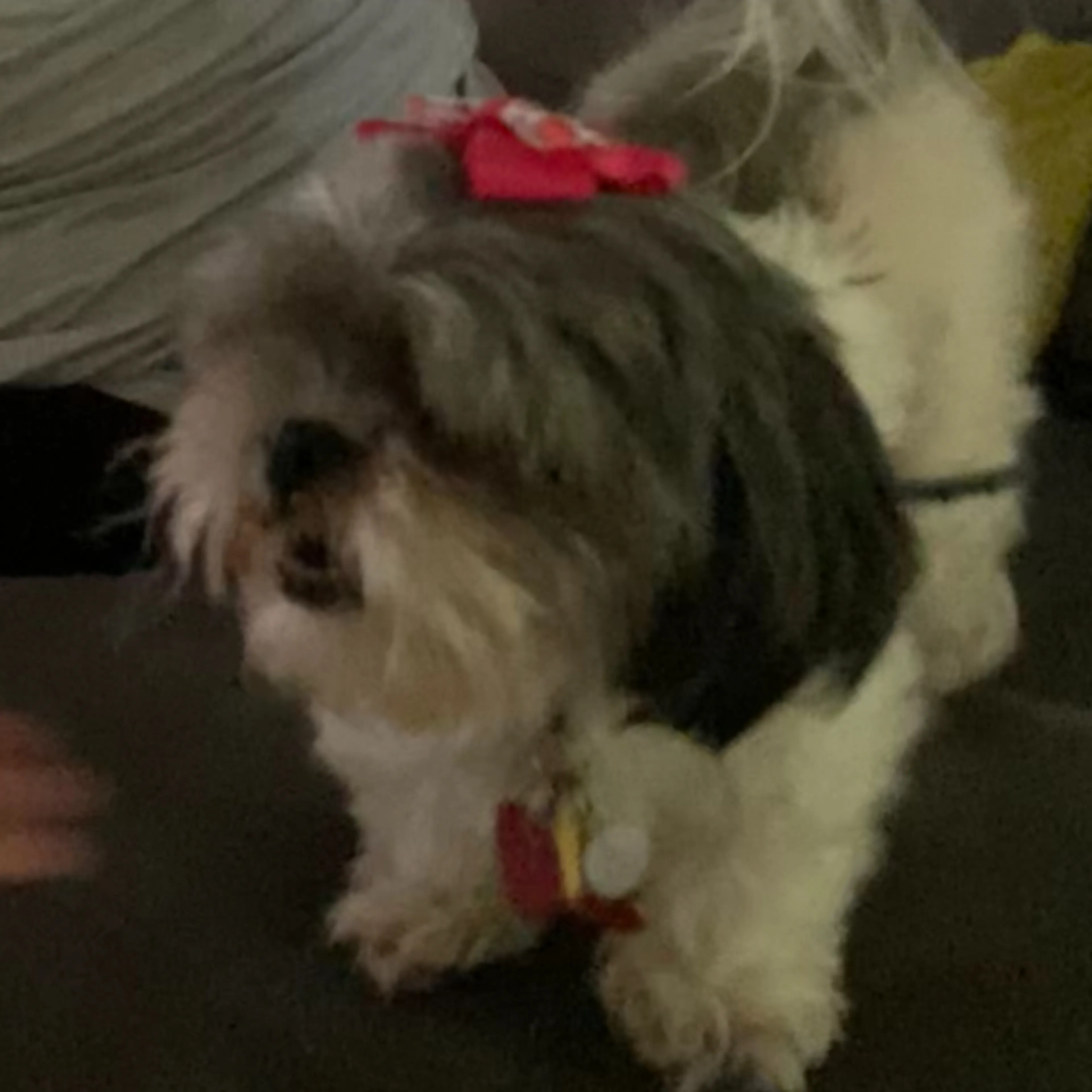 Lost pet-1