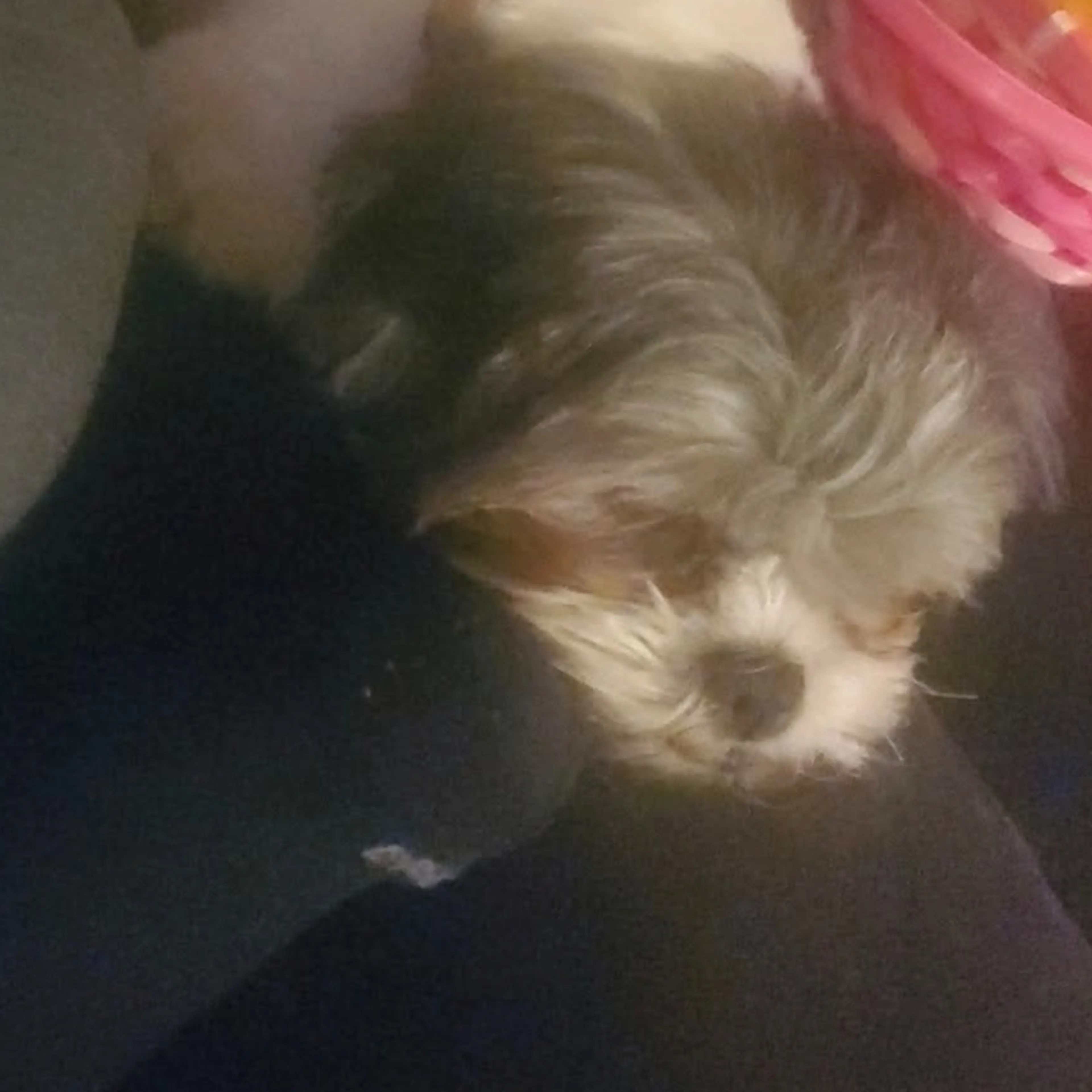 Lost pet-2