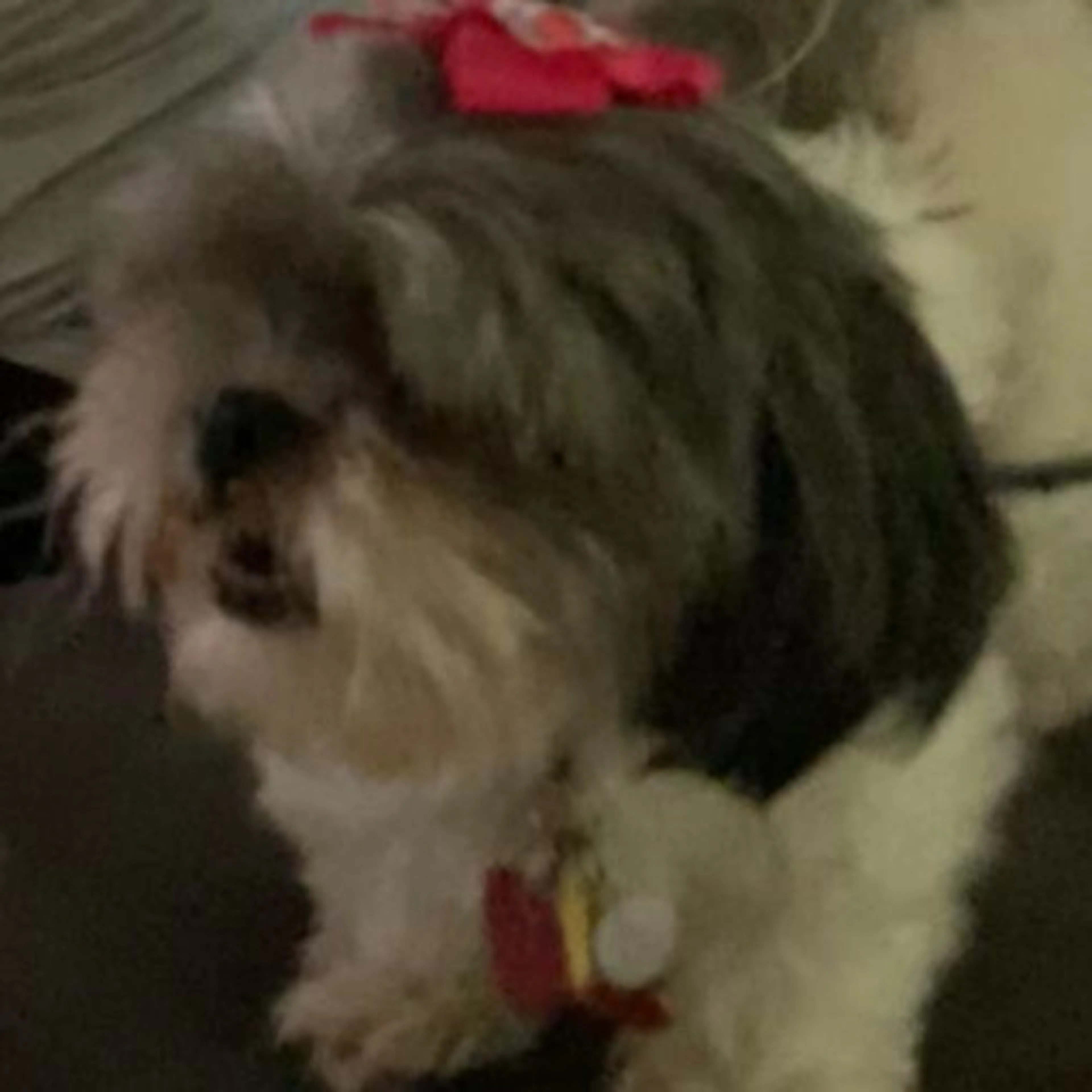Lost pet-0