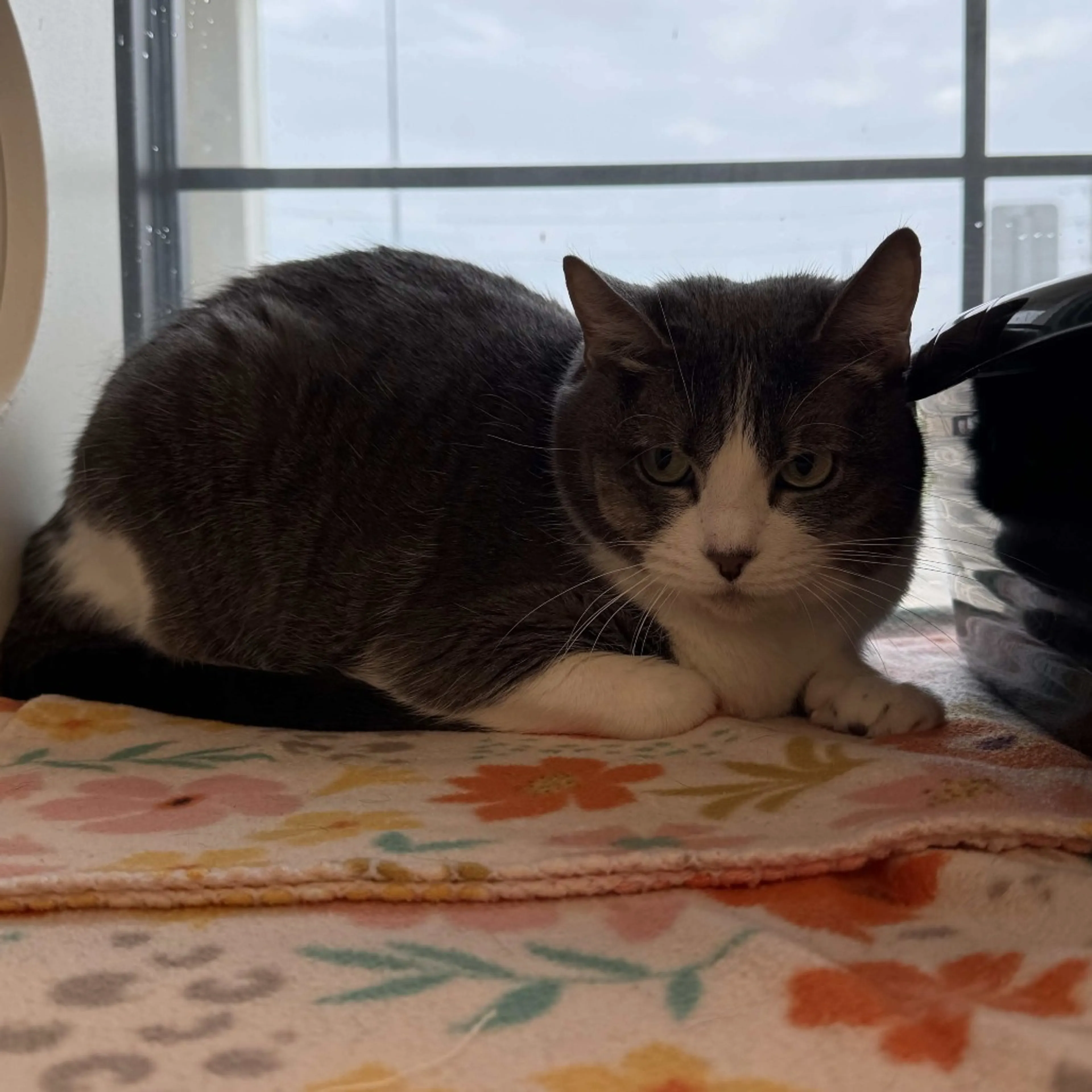 Found pet-1