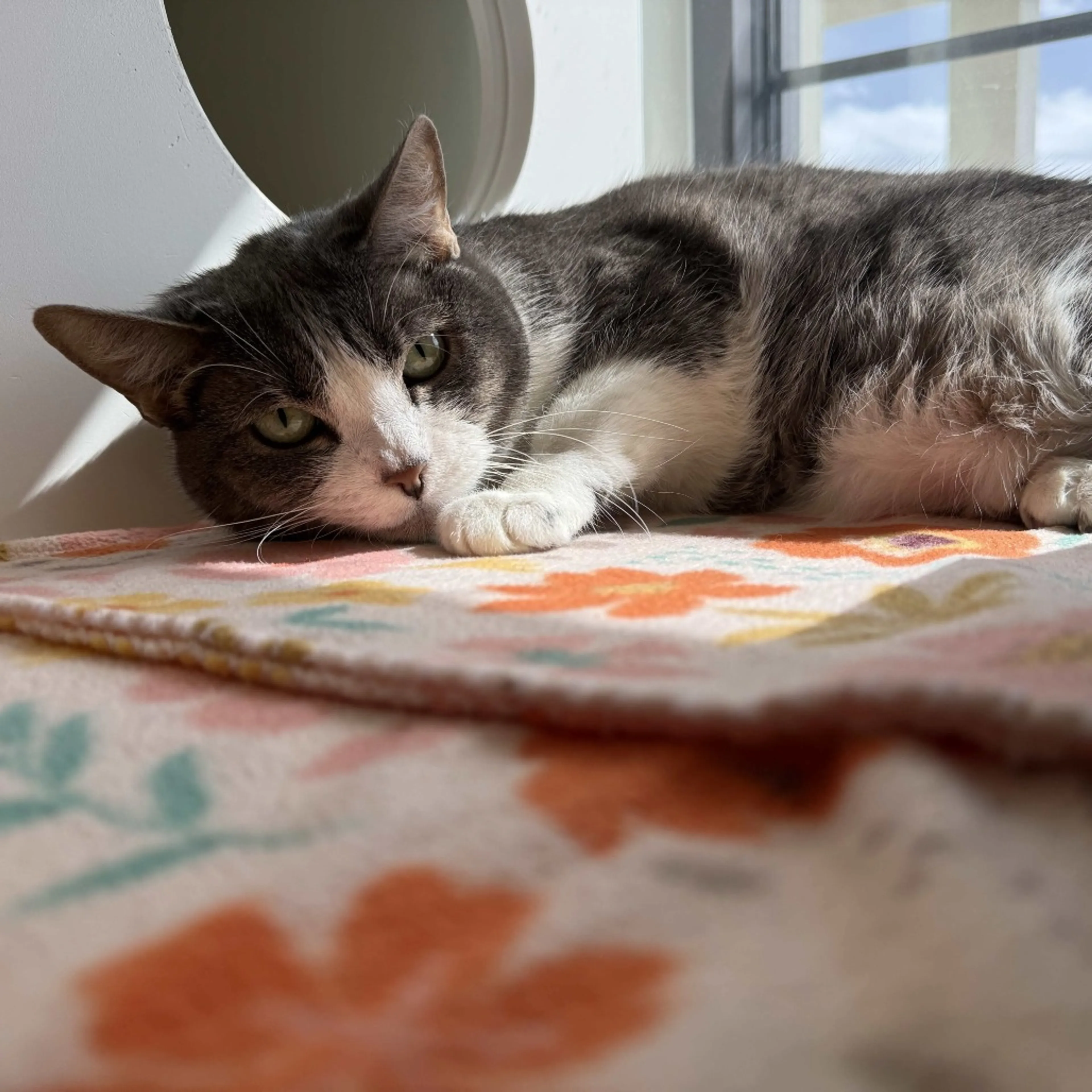 Found pet-2