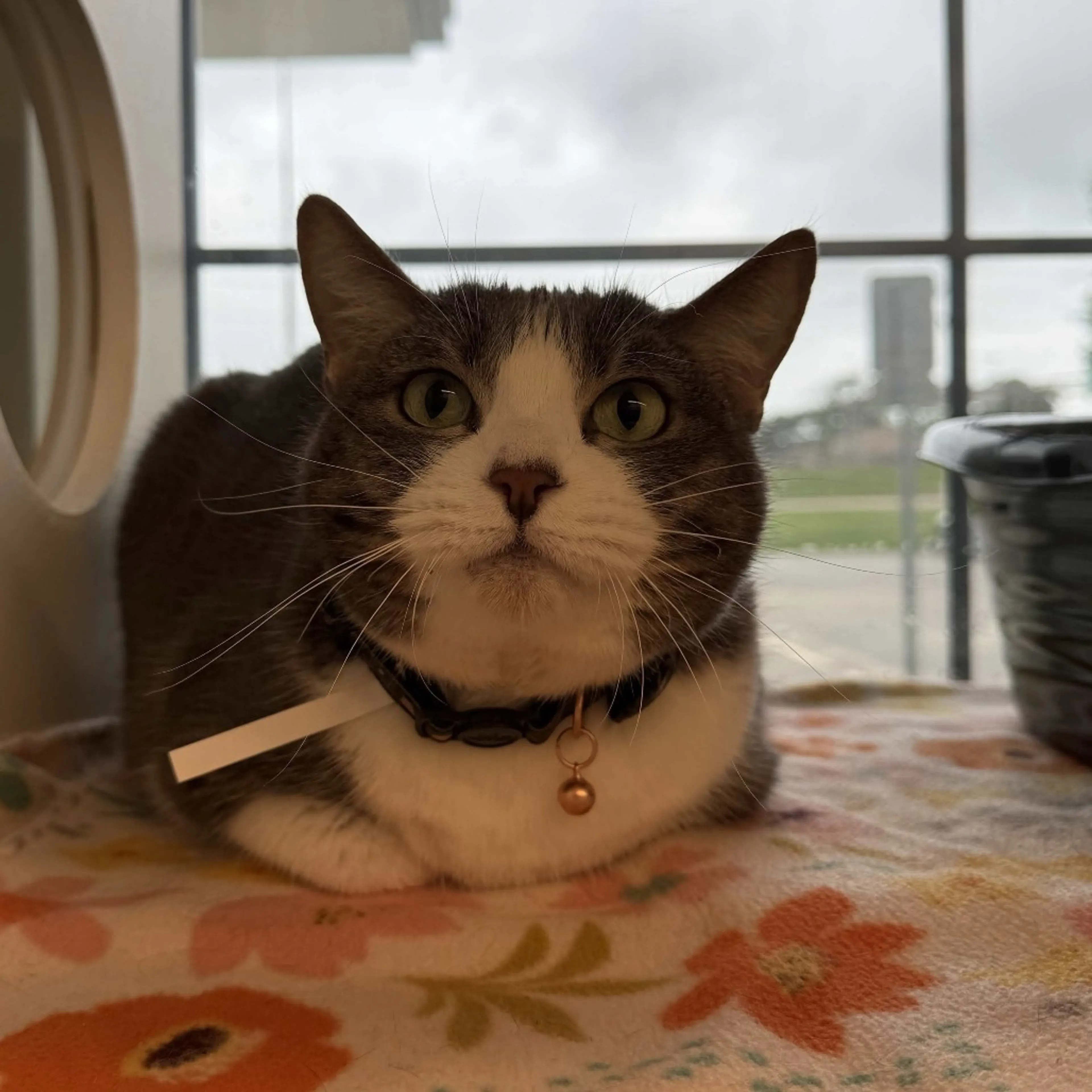 Found pet-0