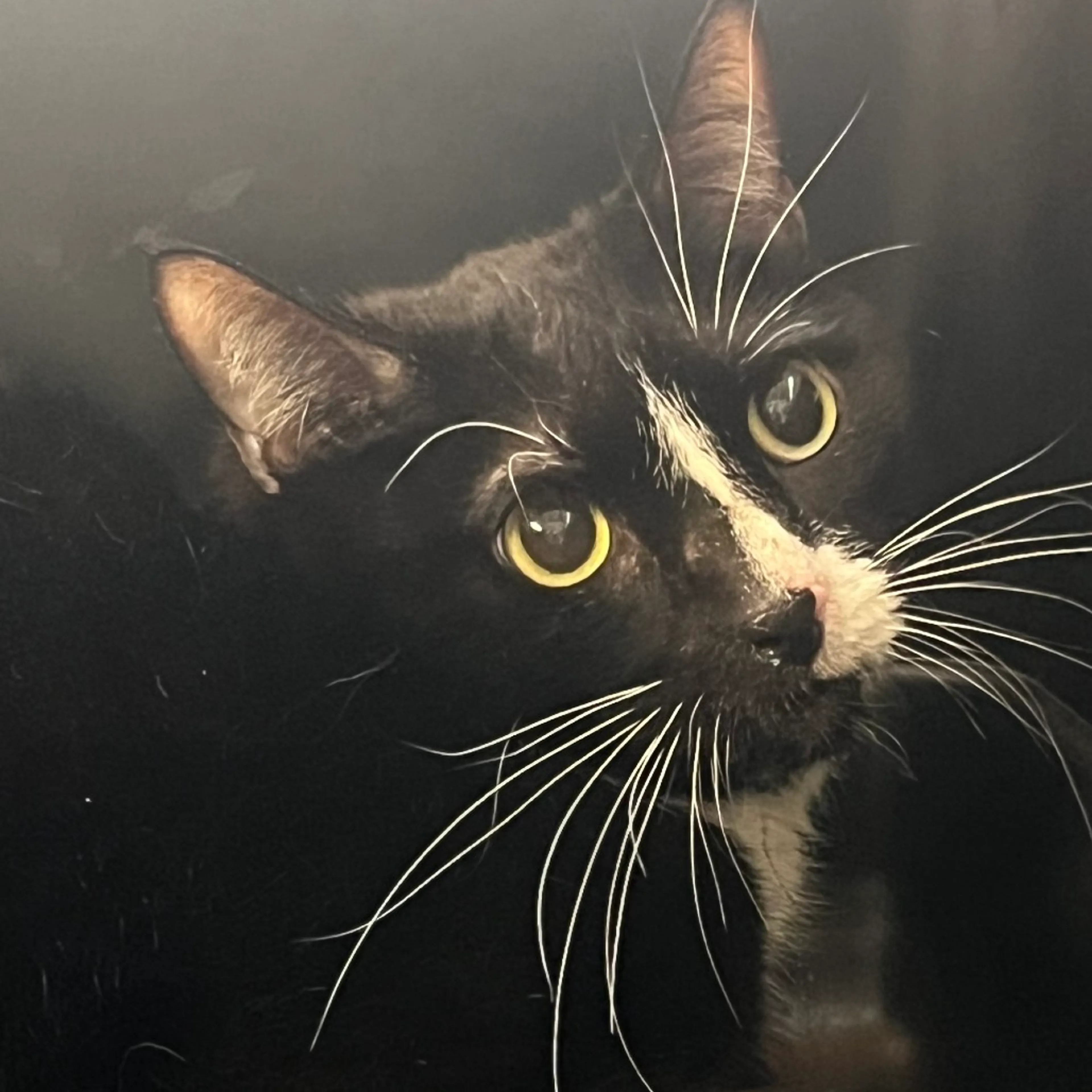Found pet