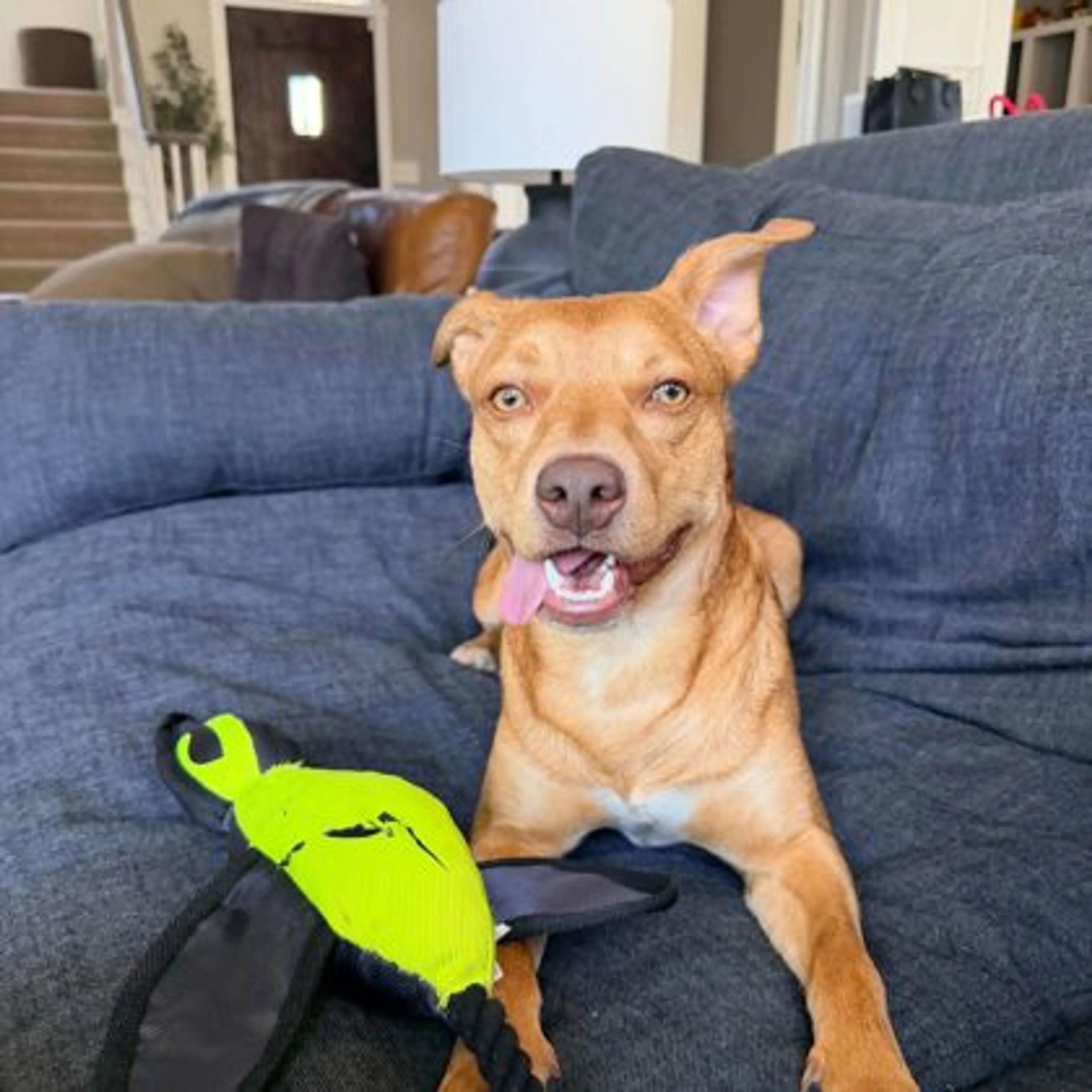 Found pet-2