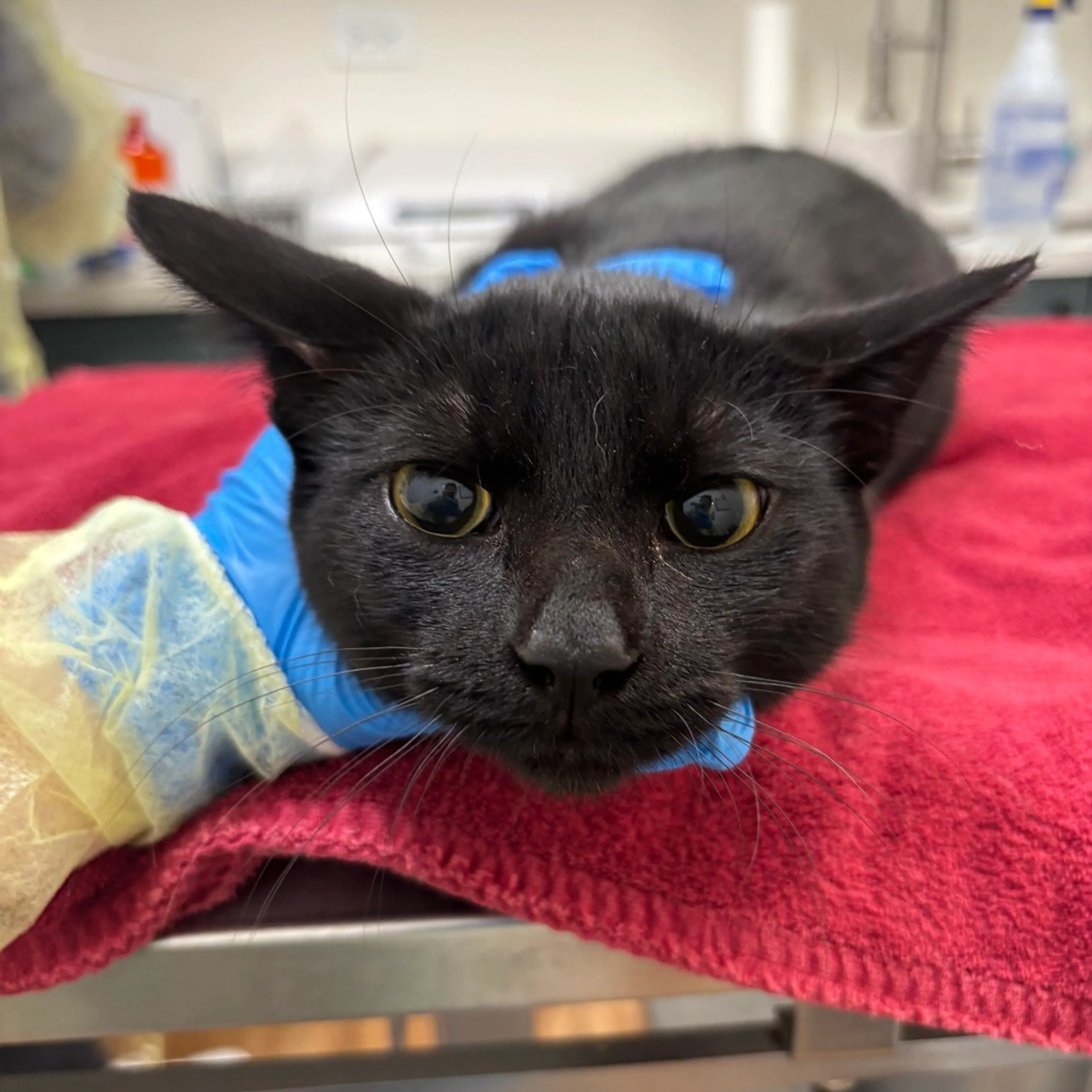 Found pet-1