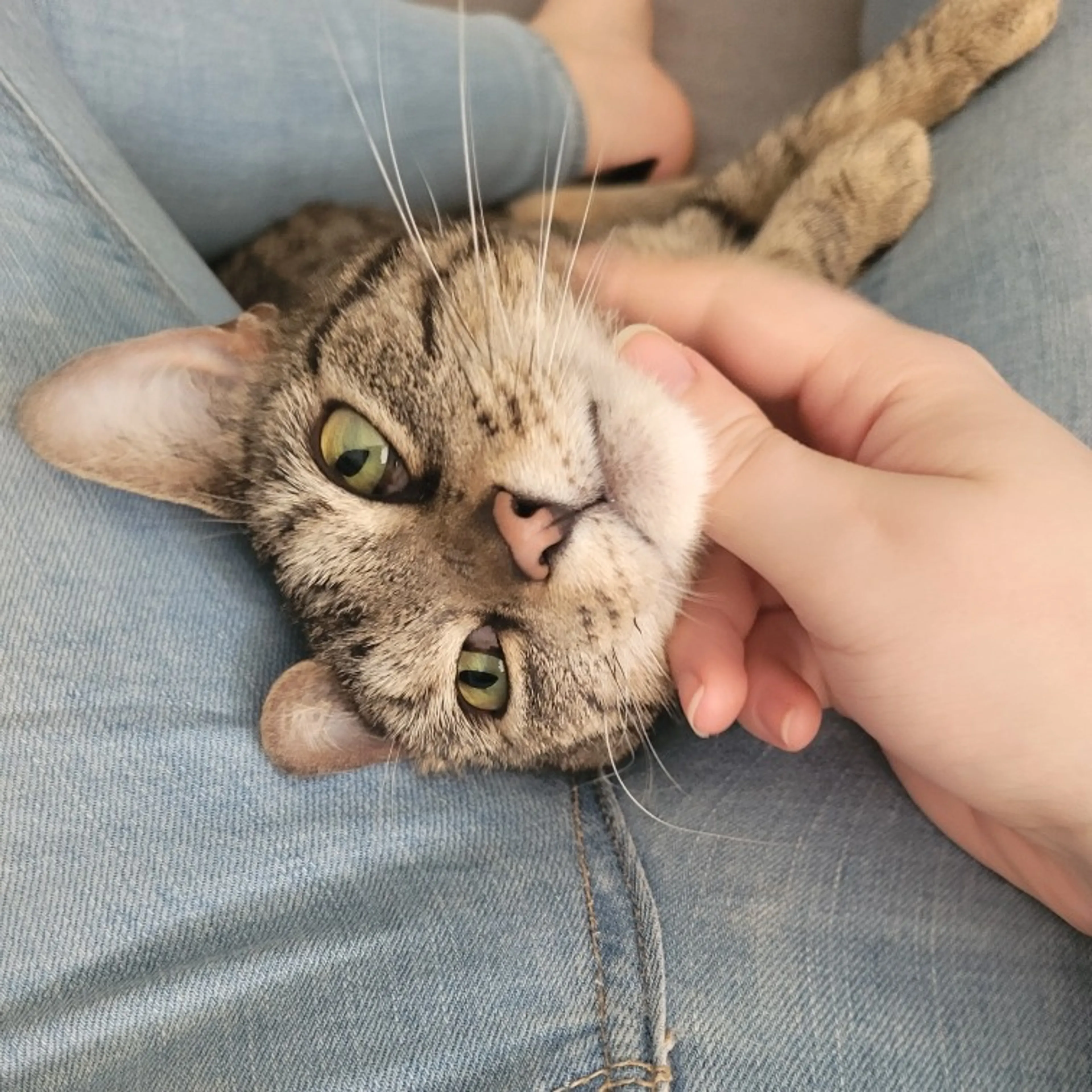 Found pet-6