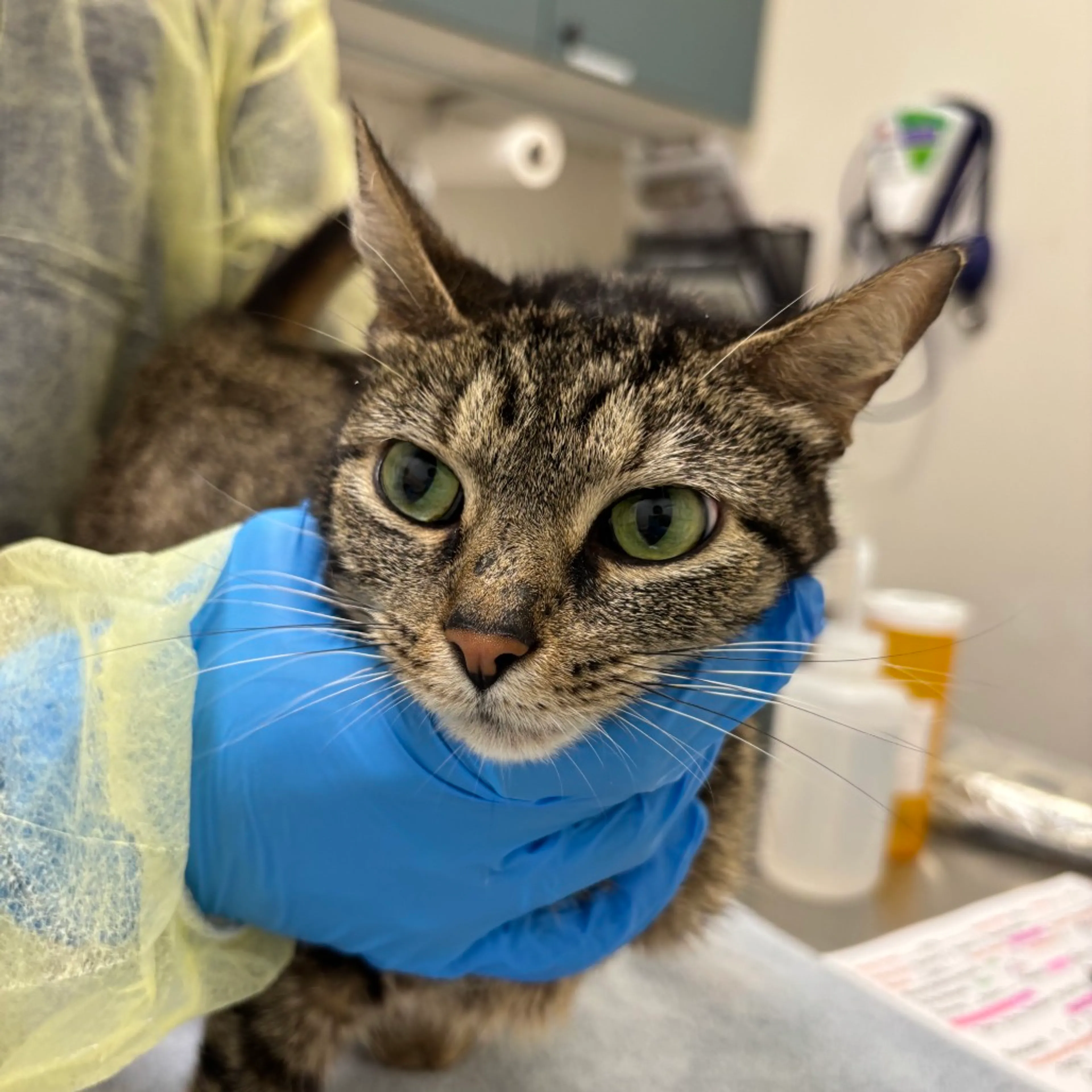 Found pet-1