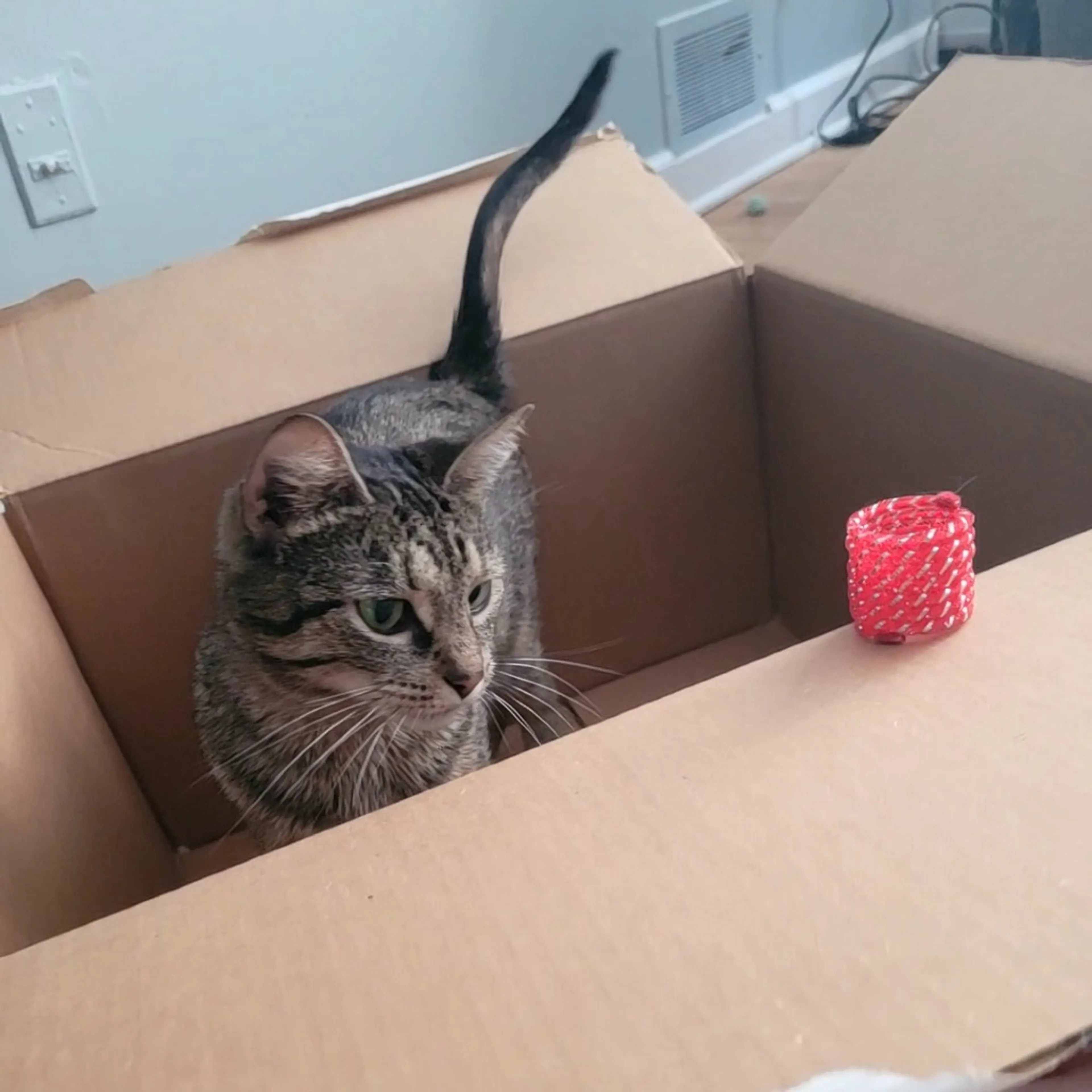 Found pet-5