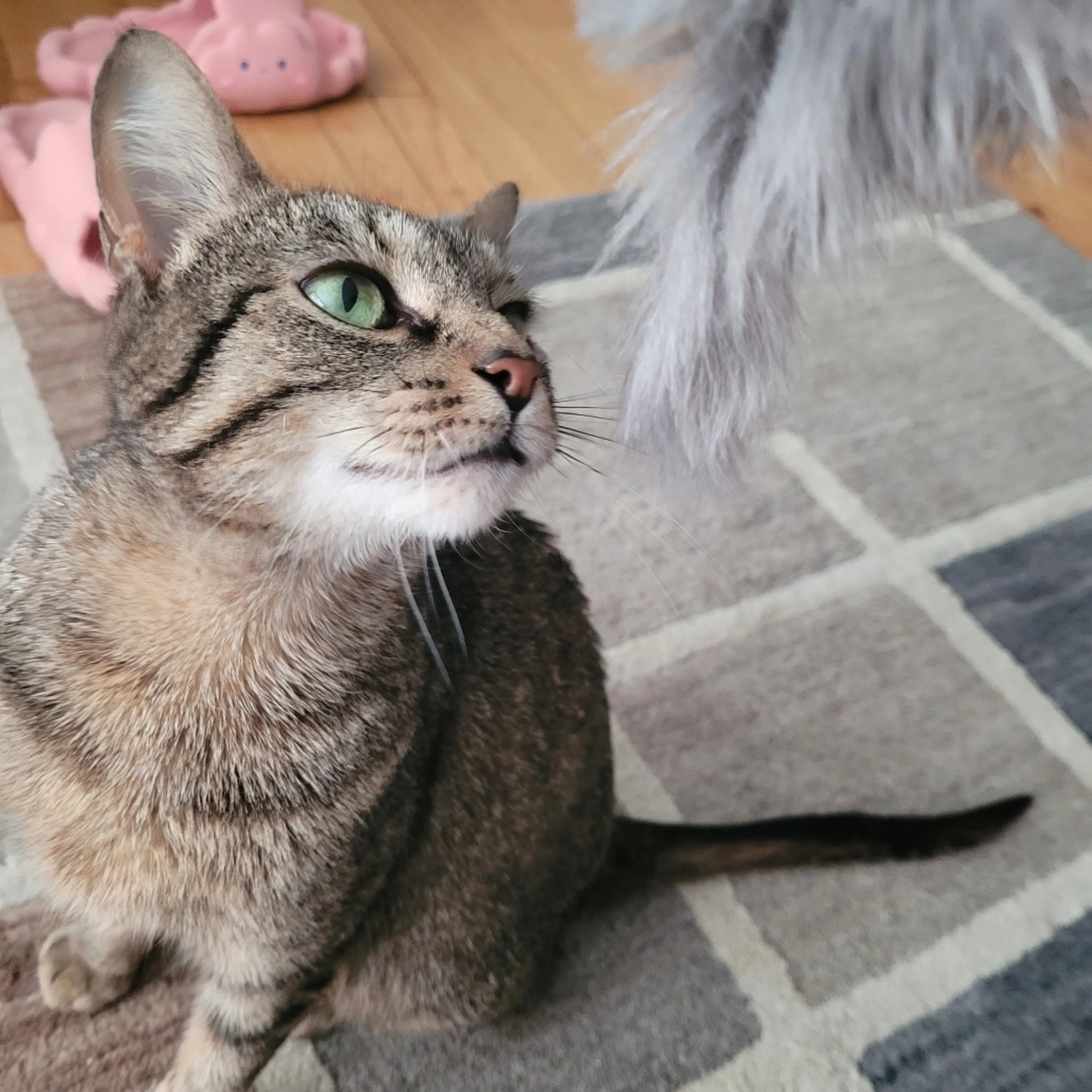 Found pet-4