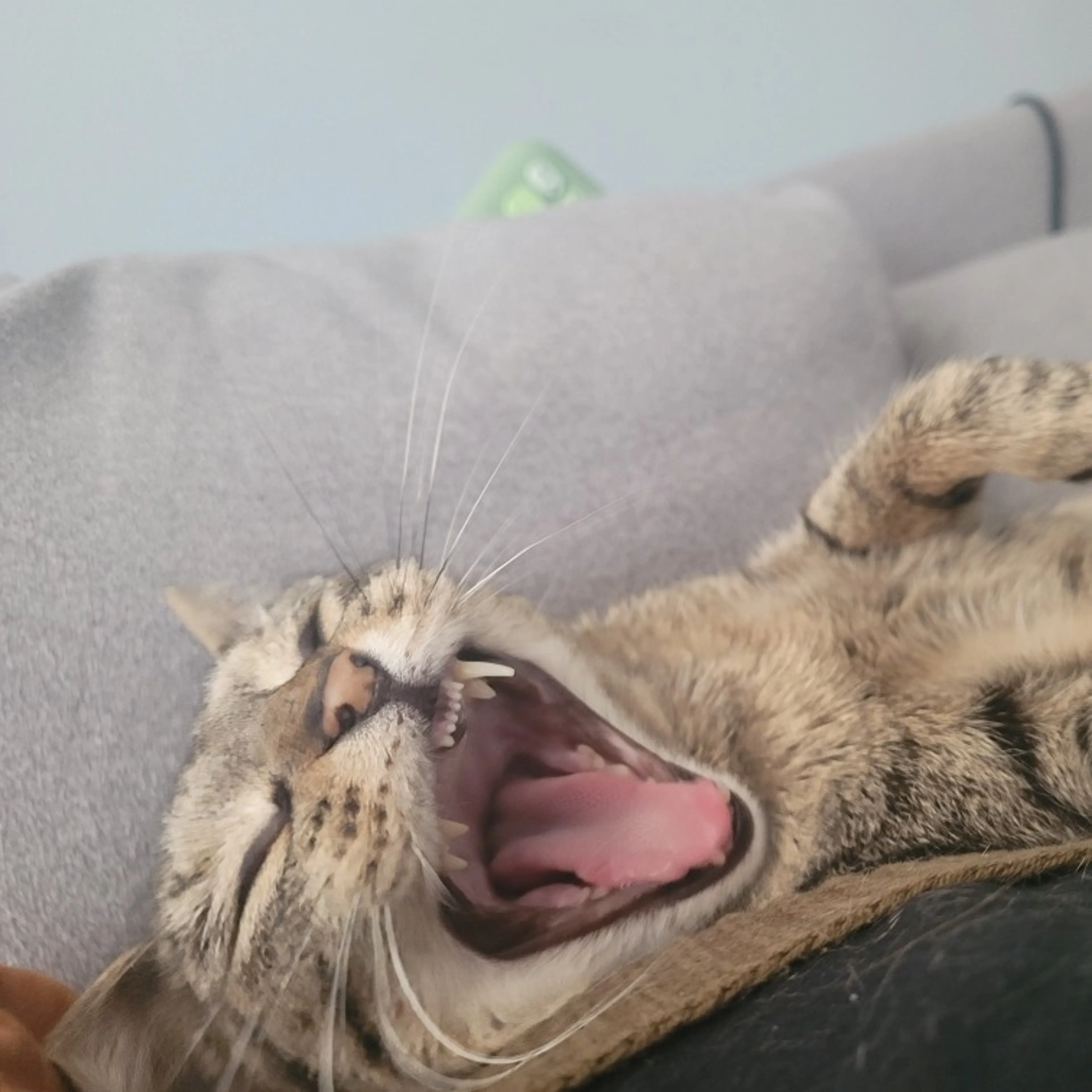 Found pet-7