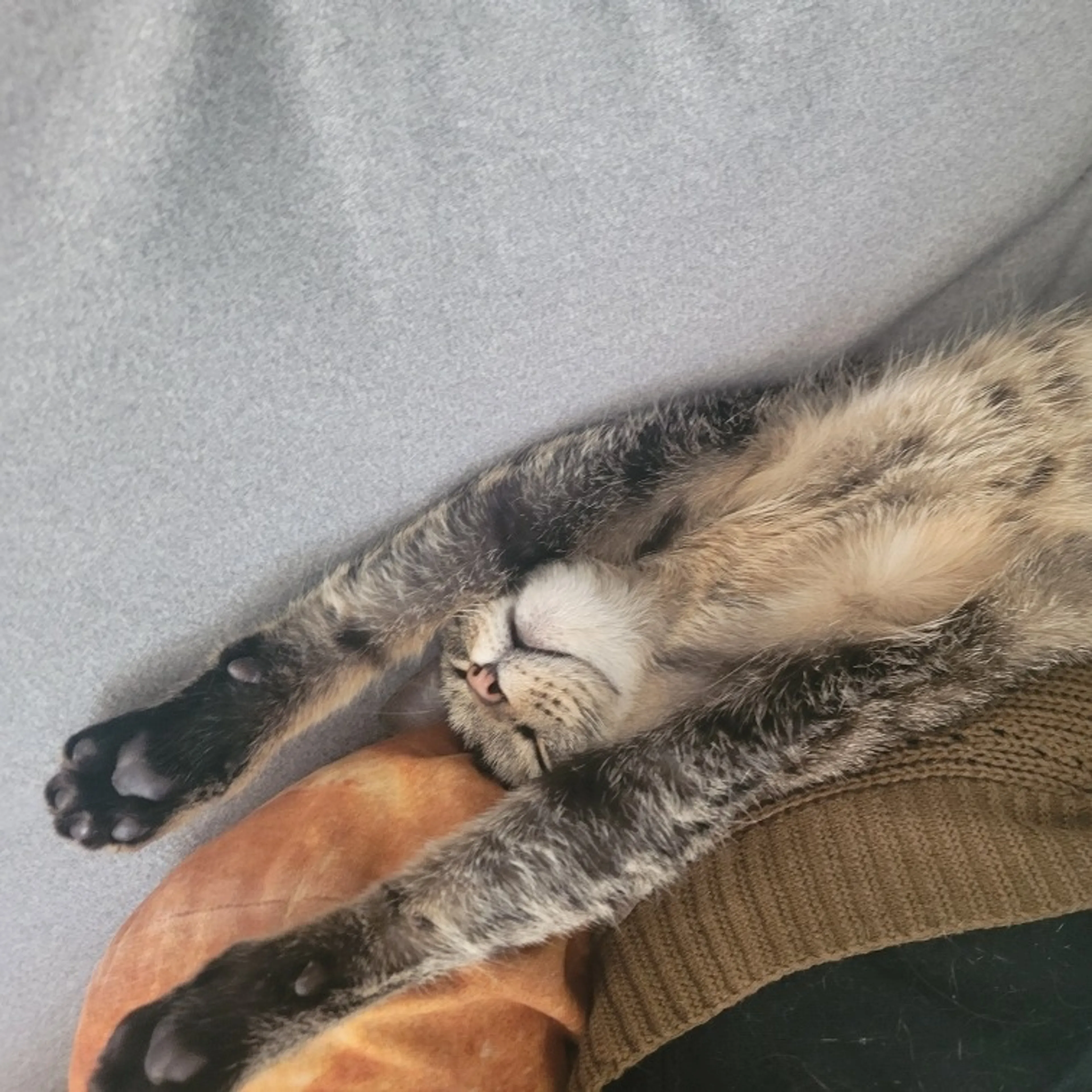 Found pet-8