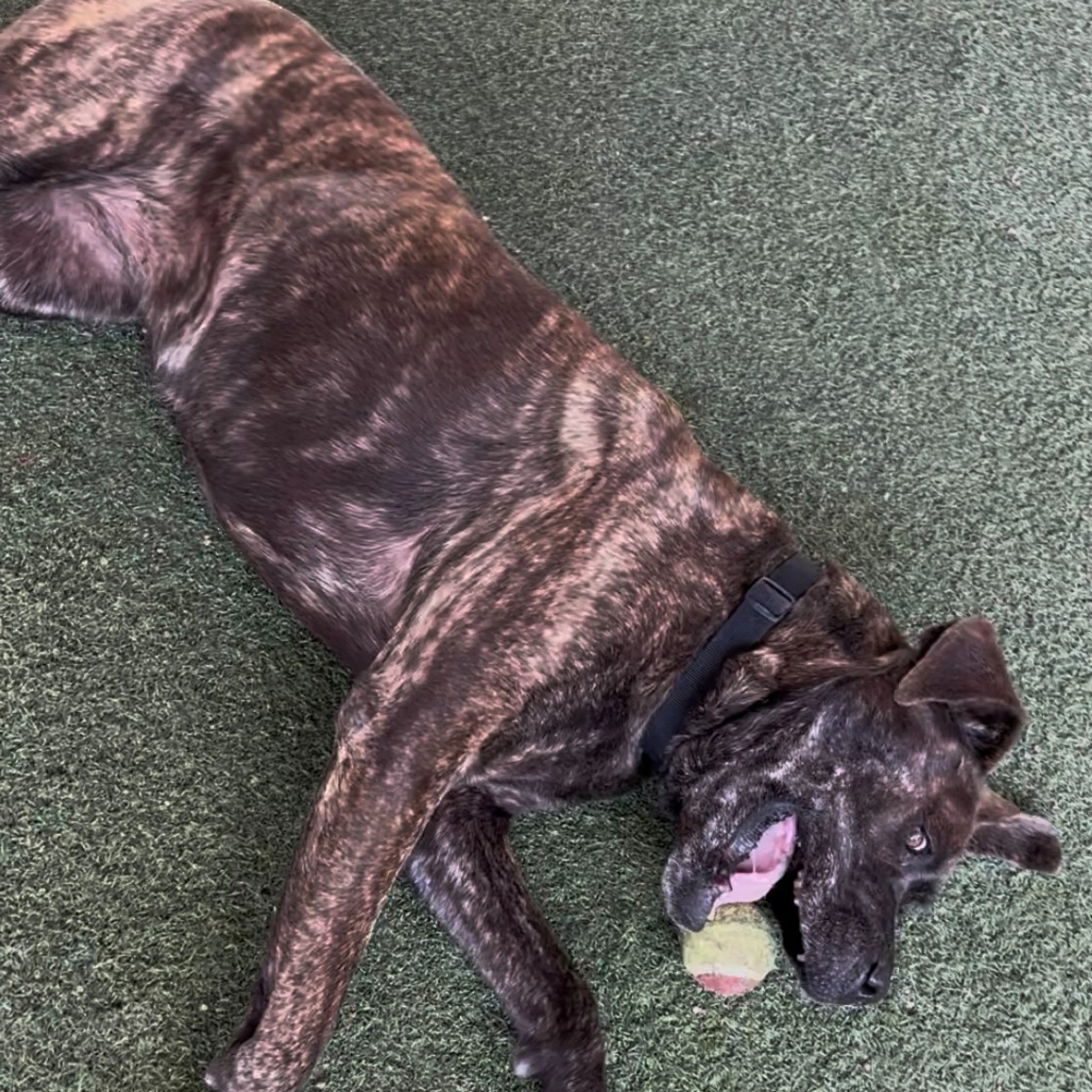 Found pet-8