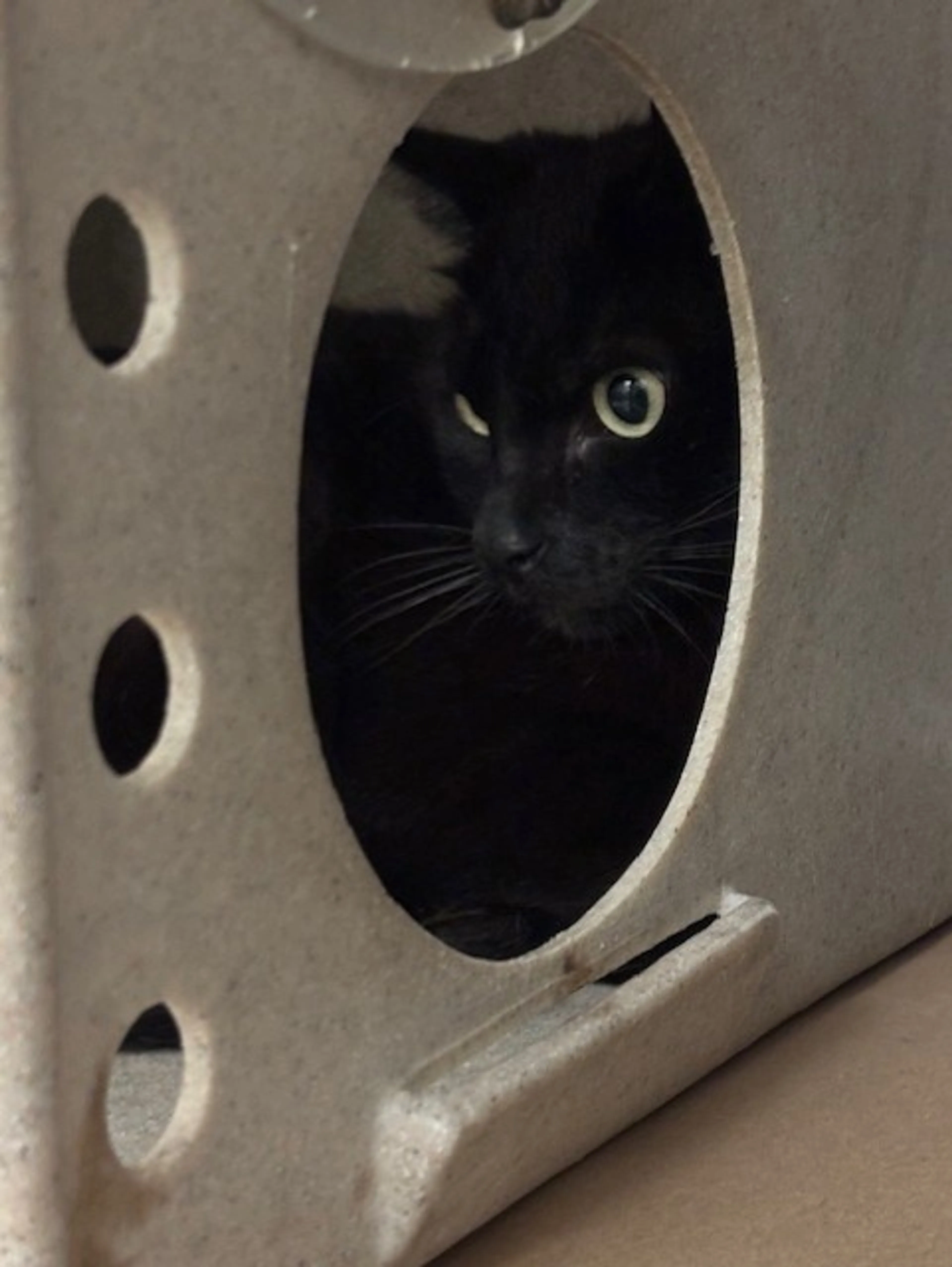 Found pet