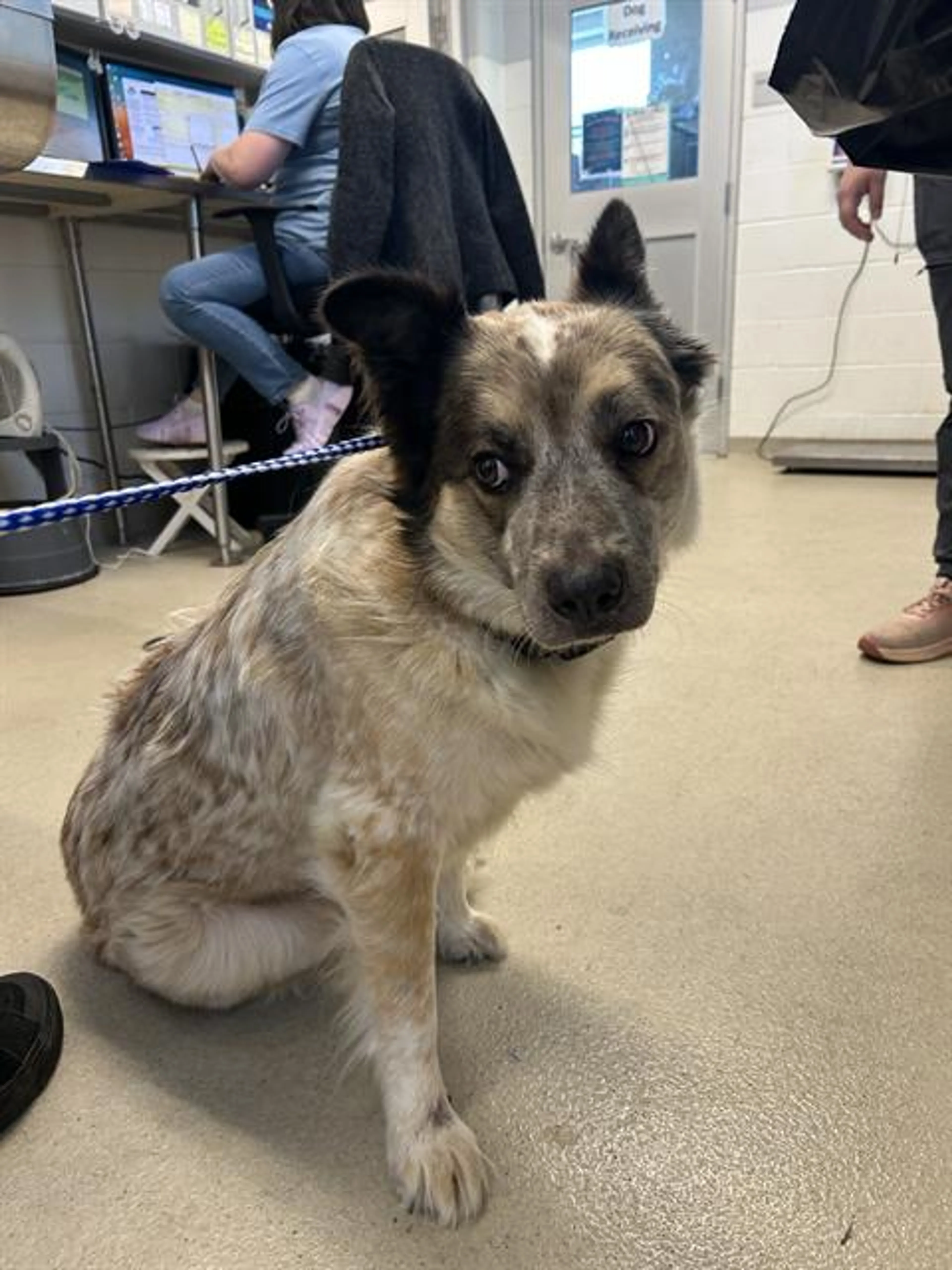 Found pet