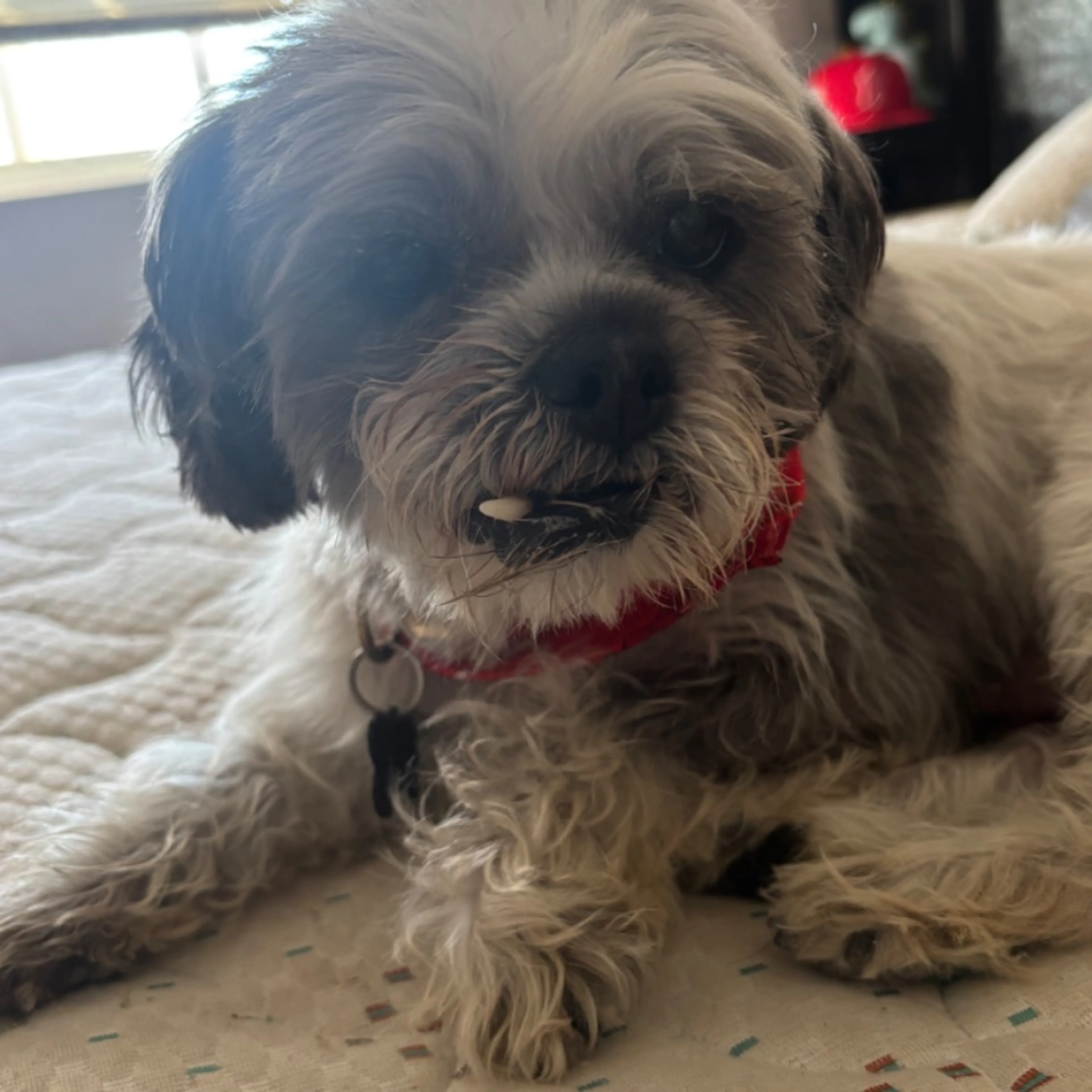 Lost pet-0