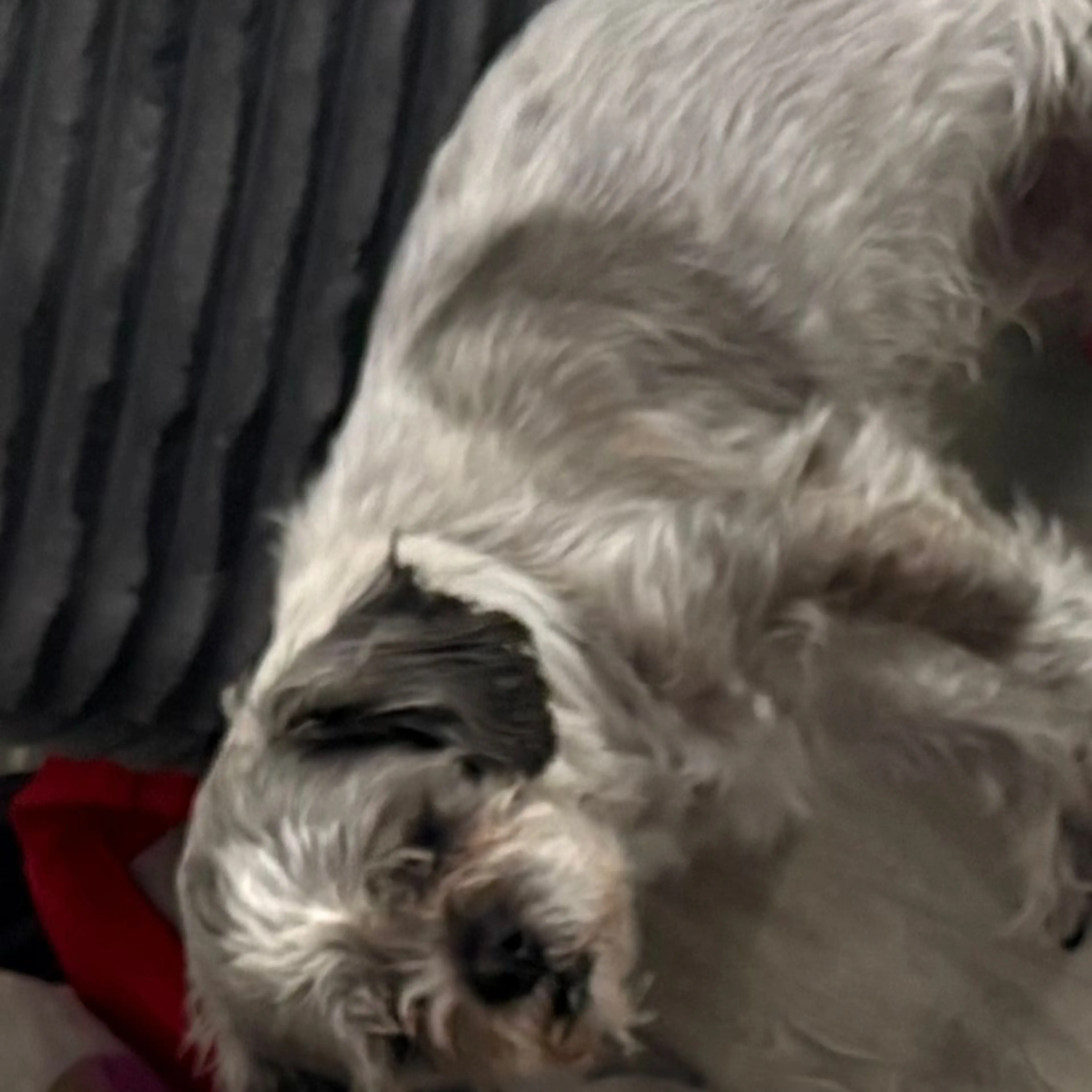 Lost pet-1