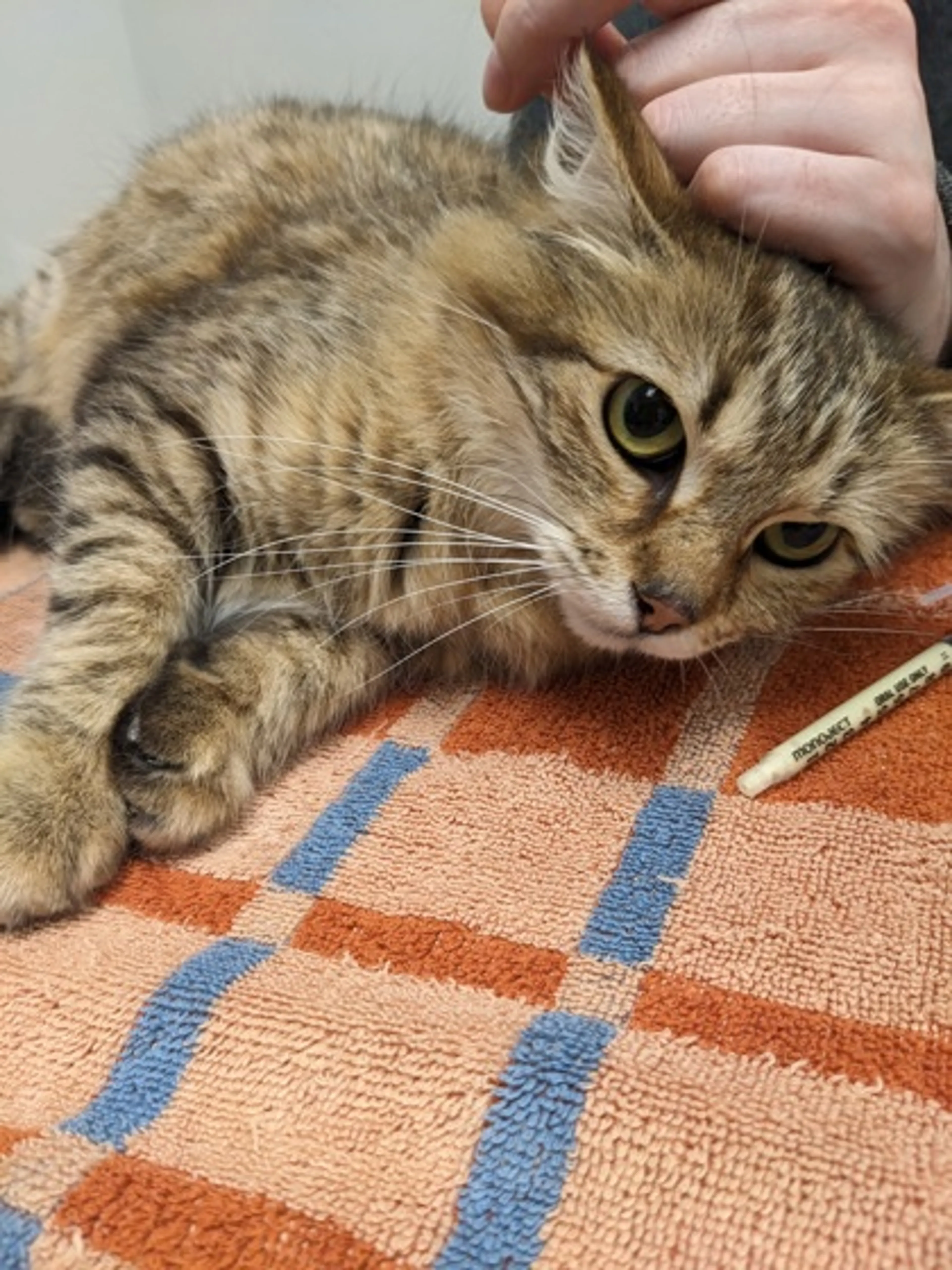 Found pet