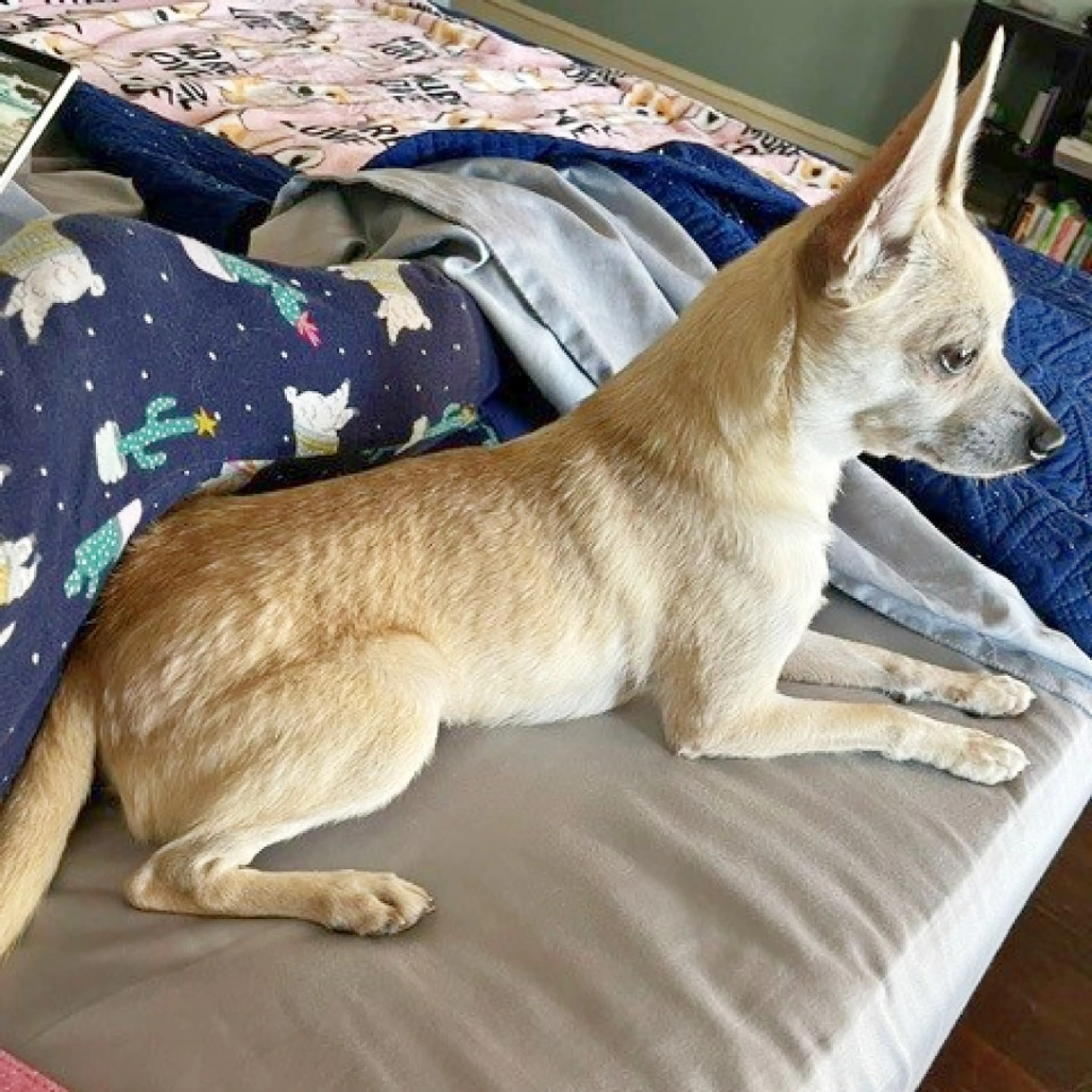 Found pet-1