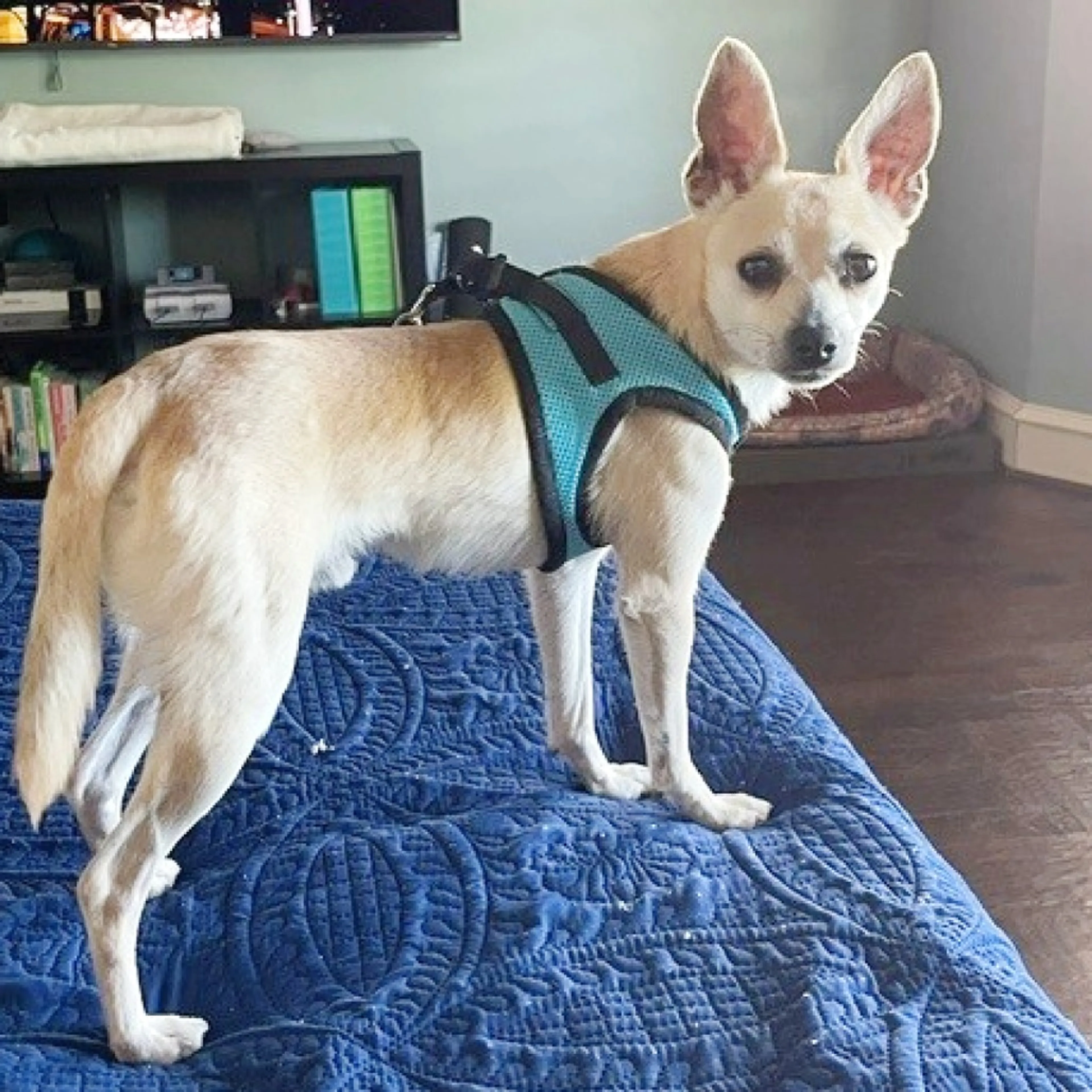 Found pet-2