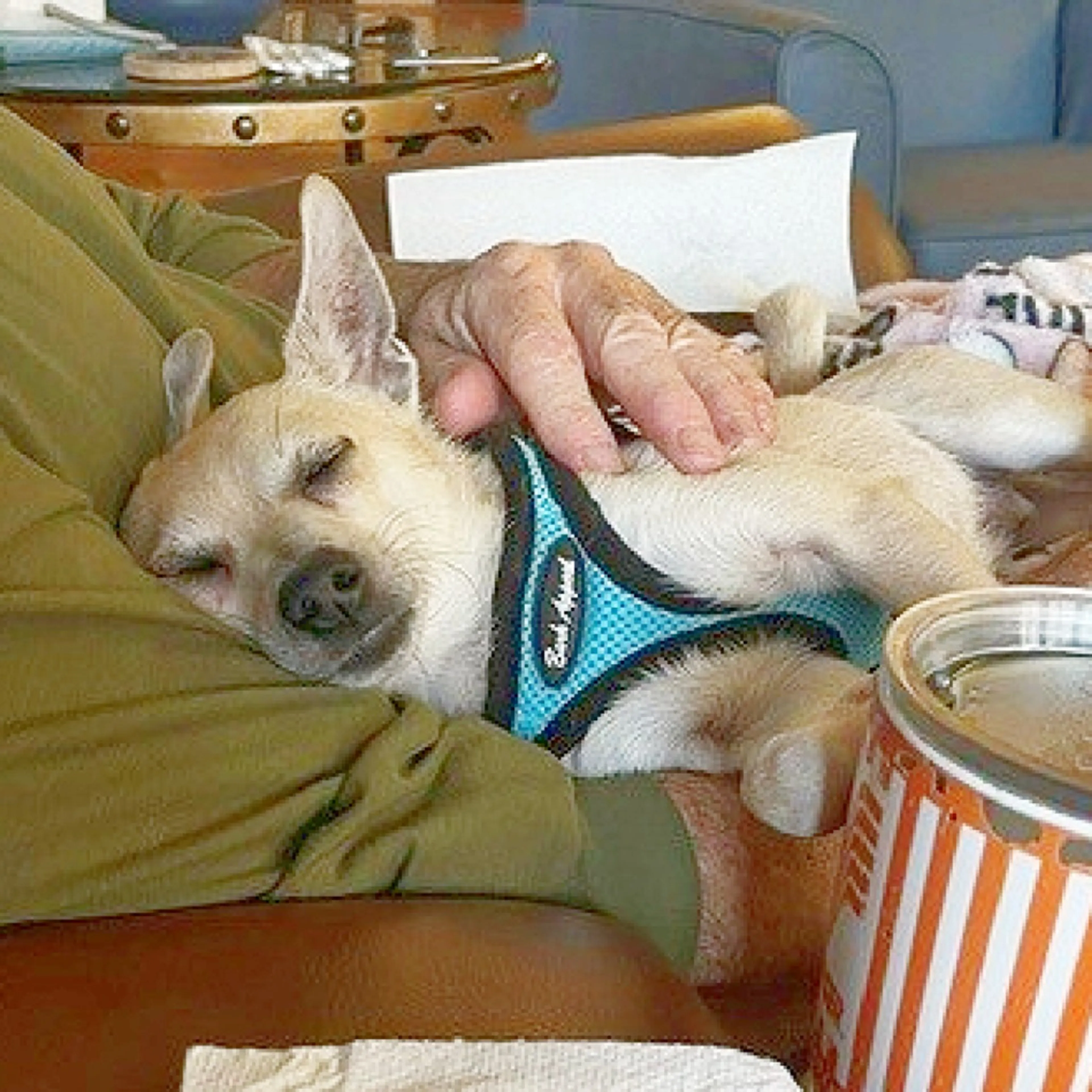 Found pet-3