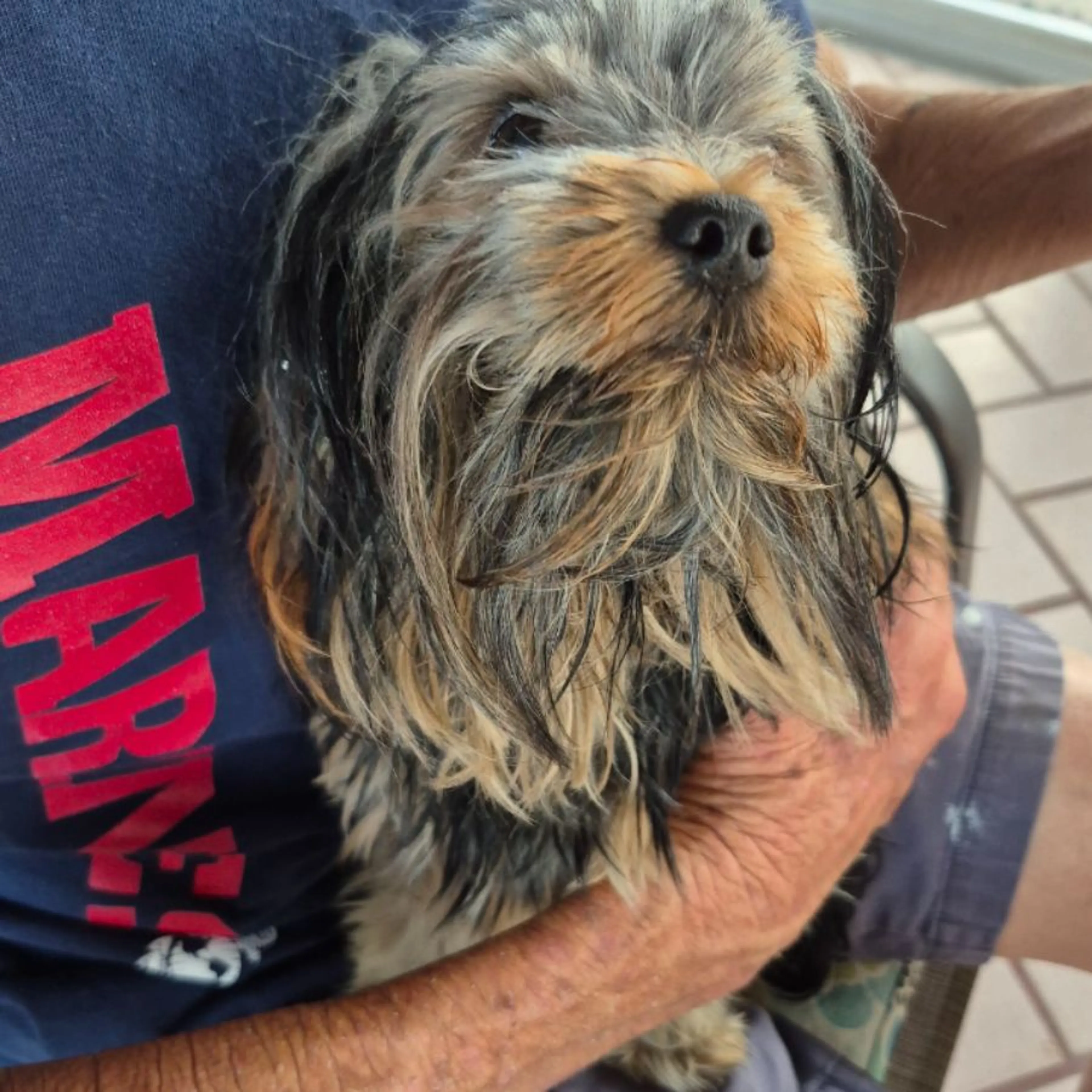 Found pet