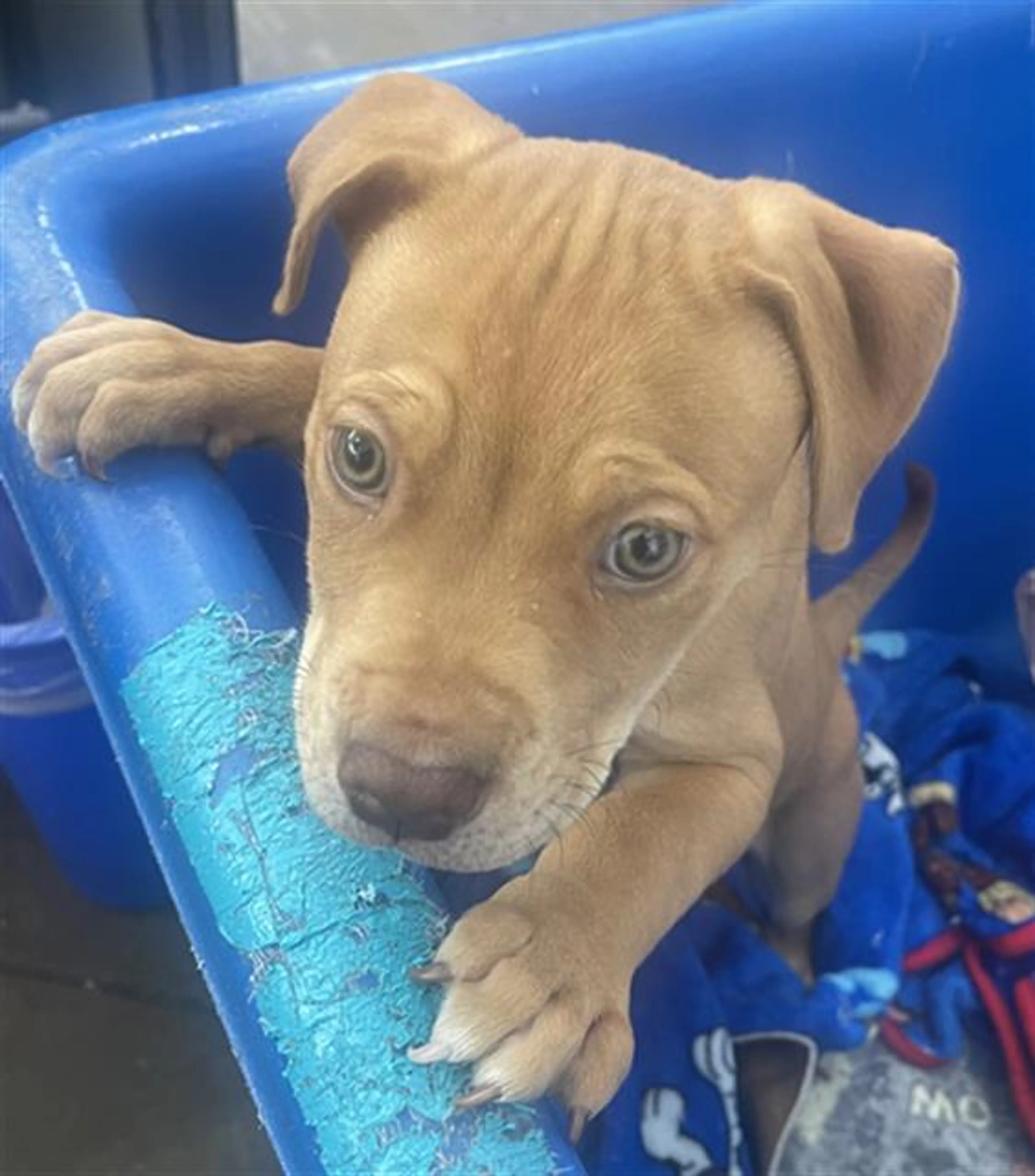 Found pet