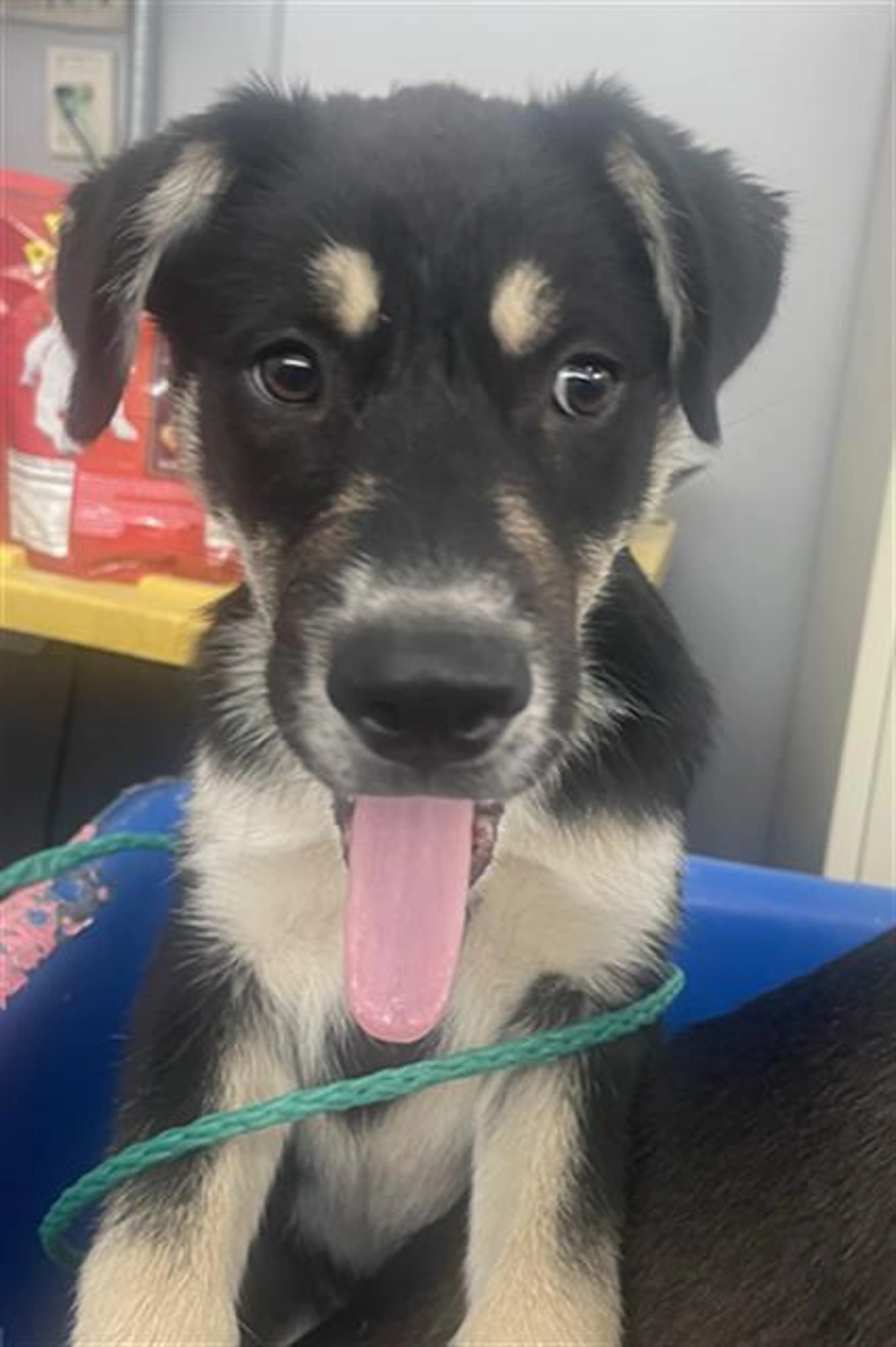 Found pet