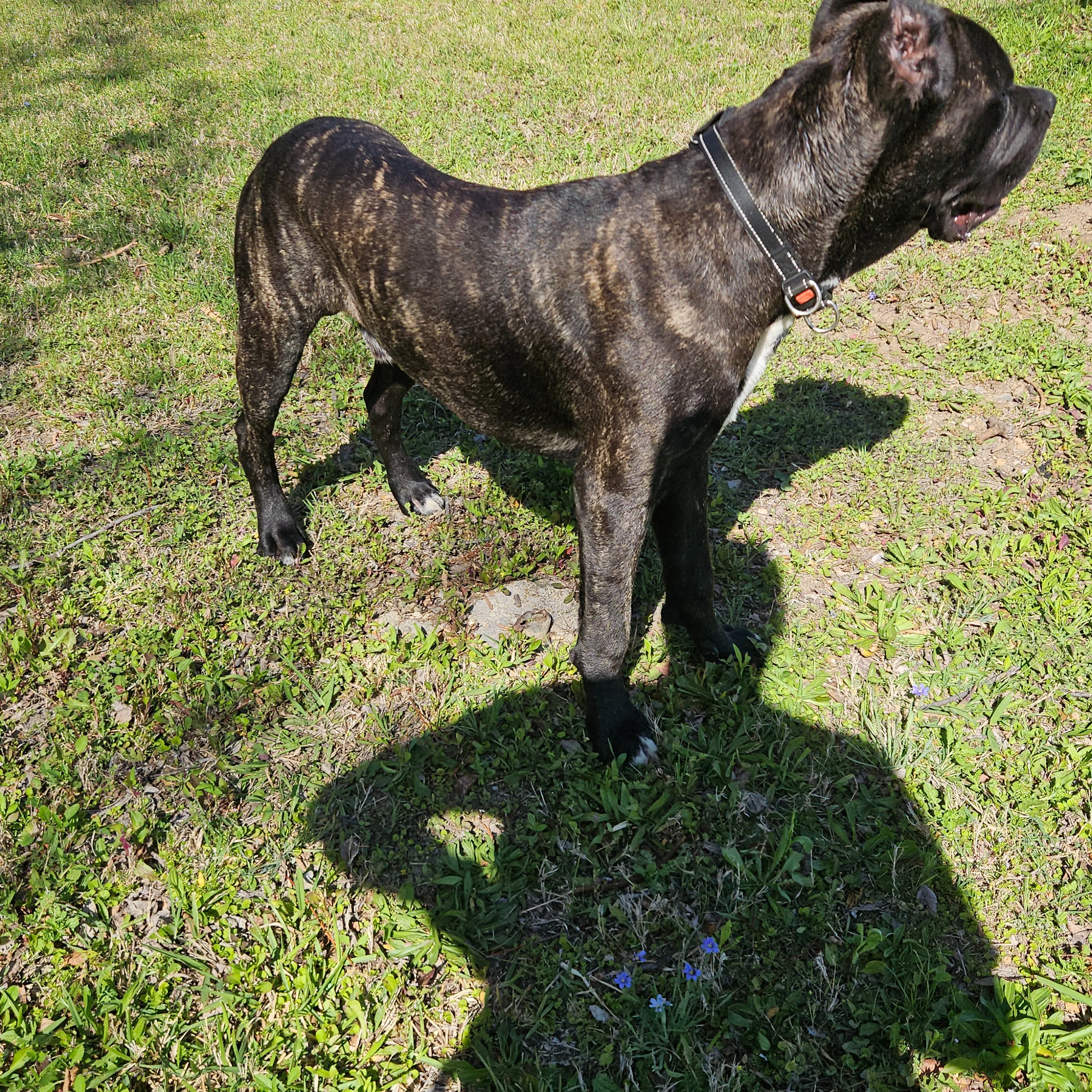 Lost pet-3