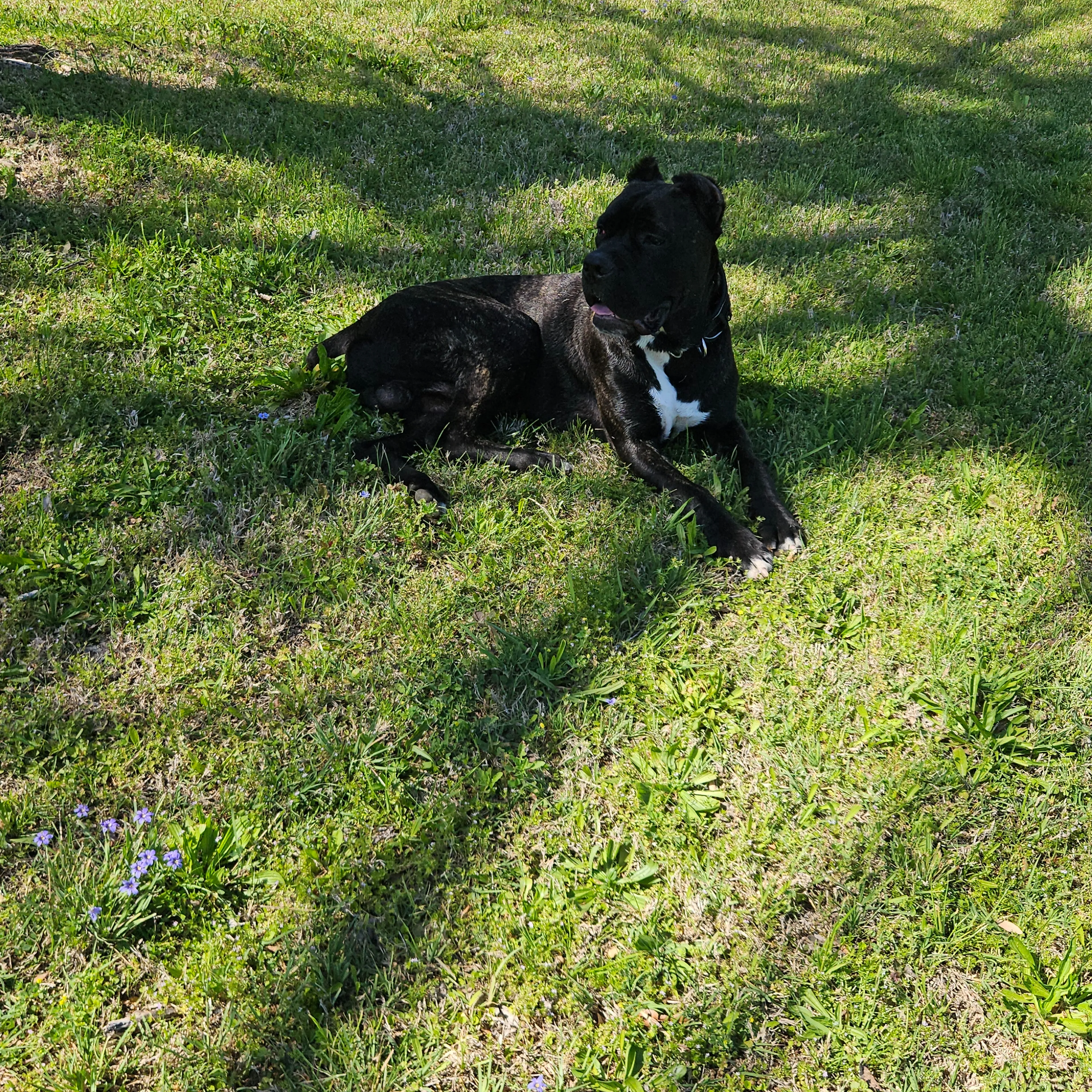Lost pet-2