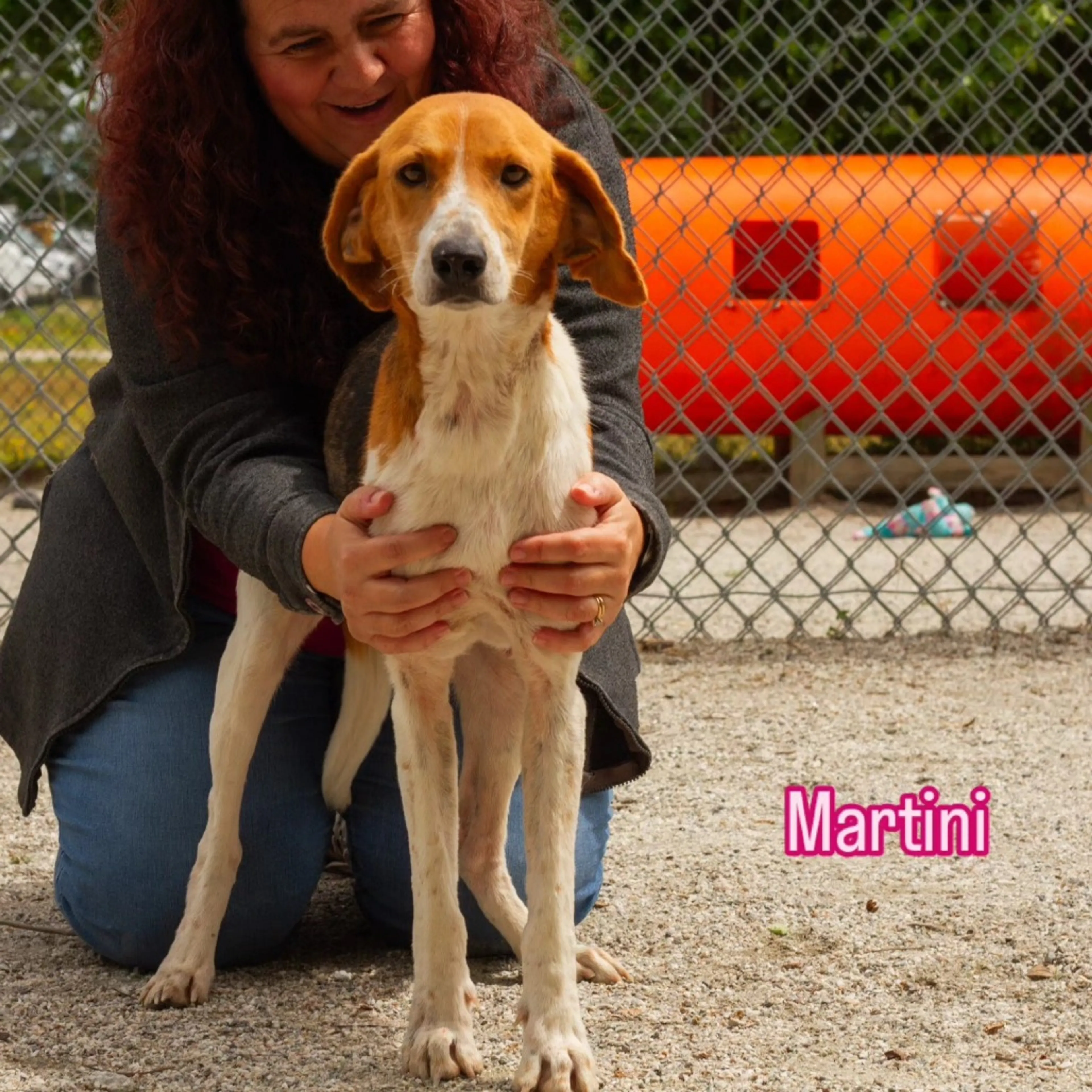 Found pet-1