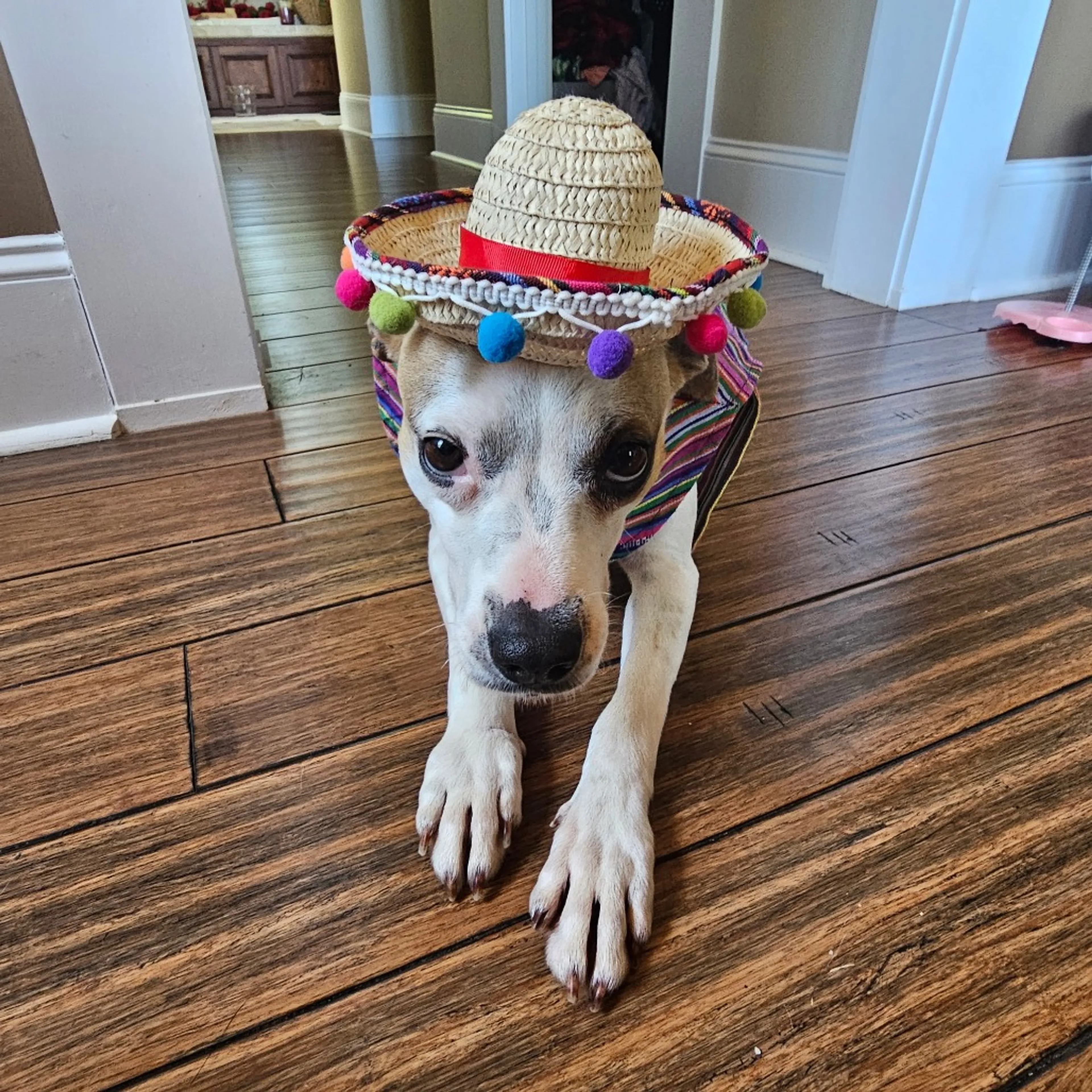 Found pet-2