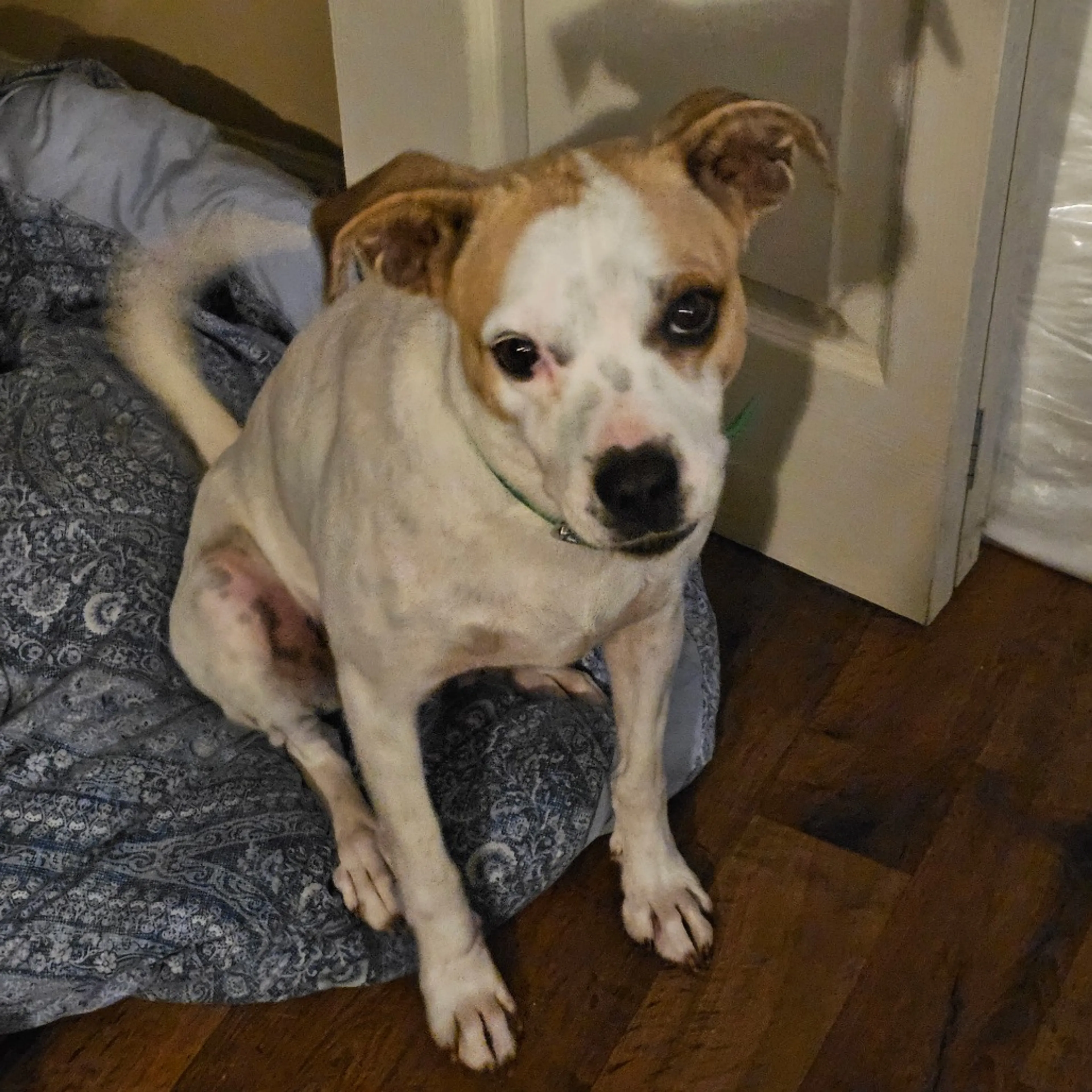 Found pet-4