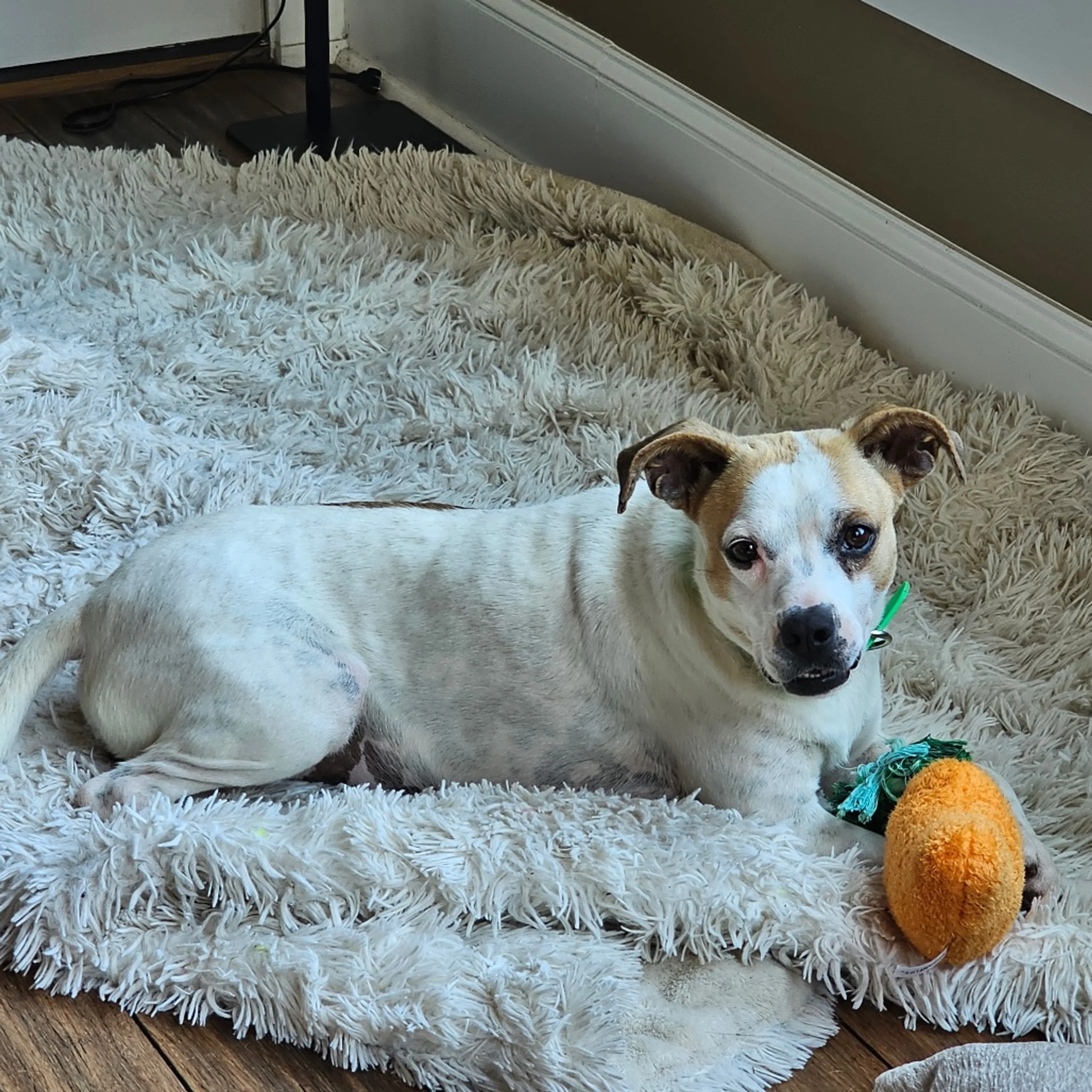 Found pet-3