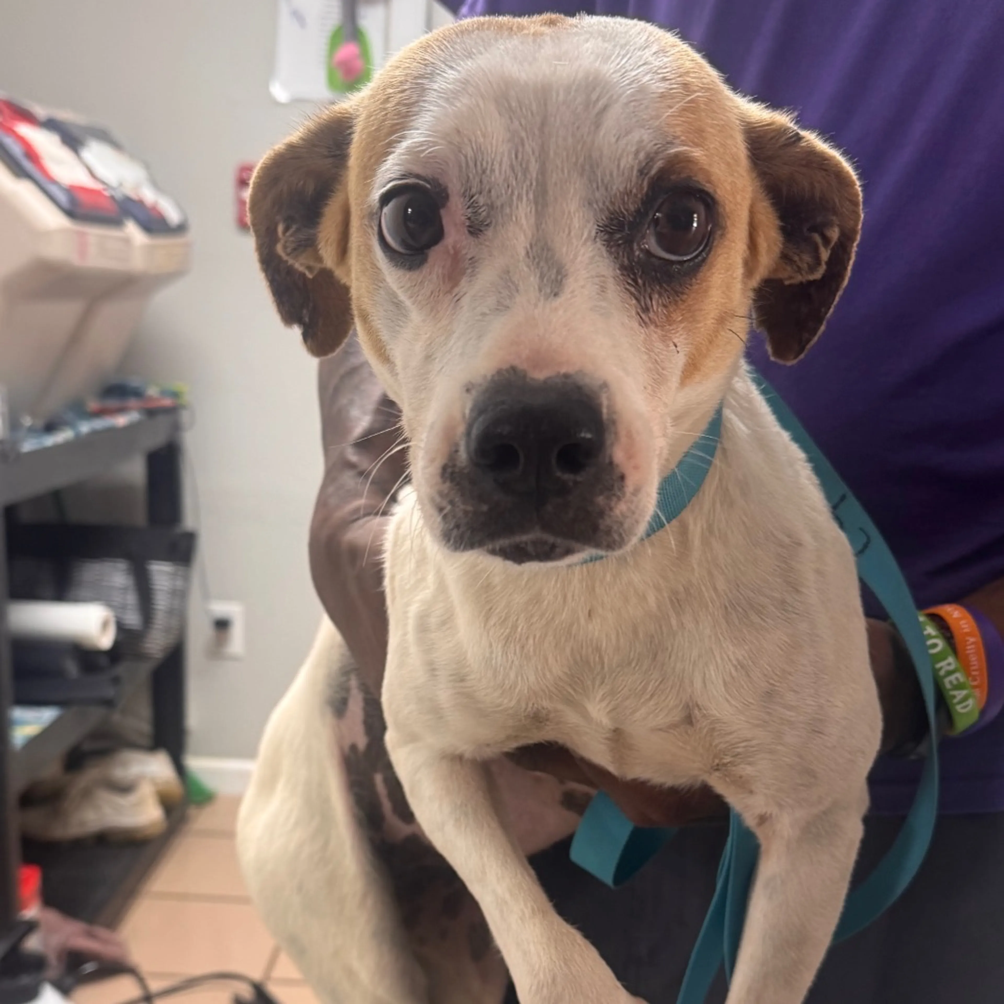 Found pet-1