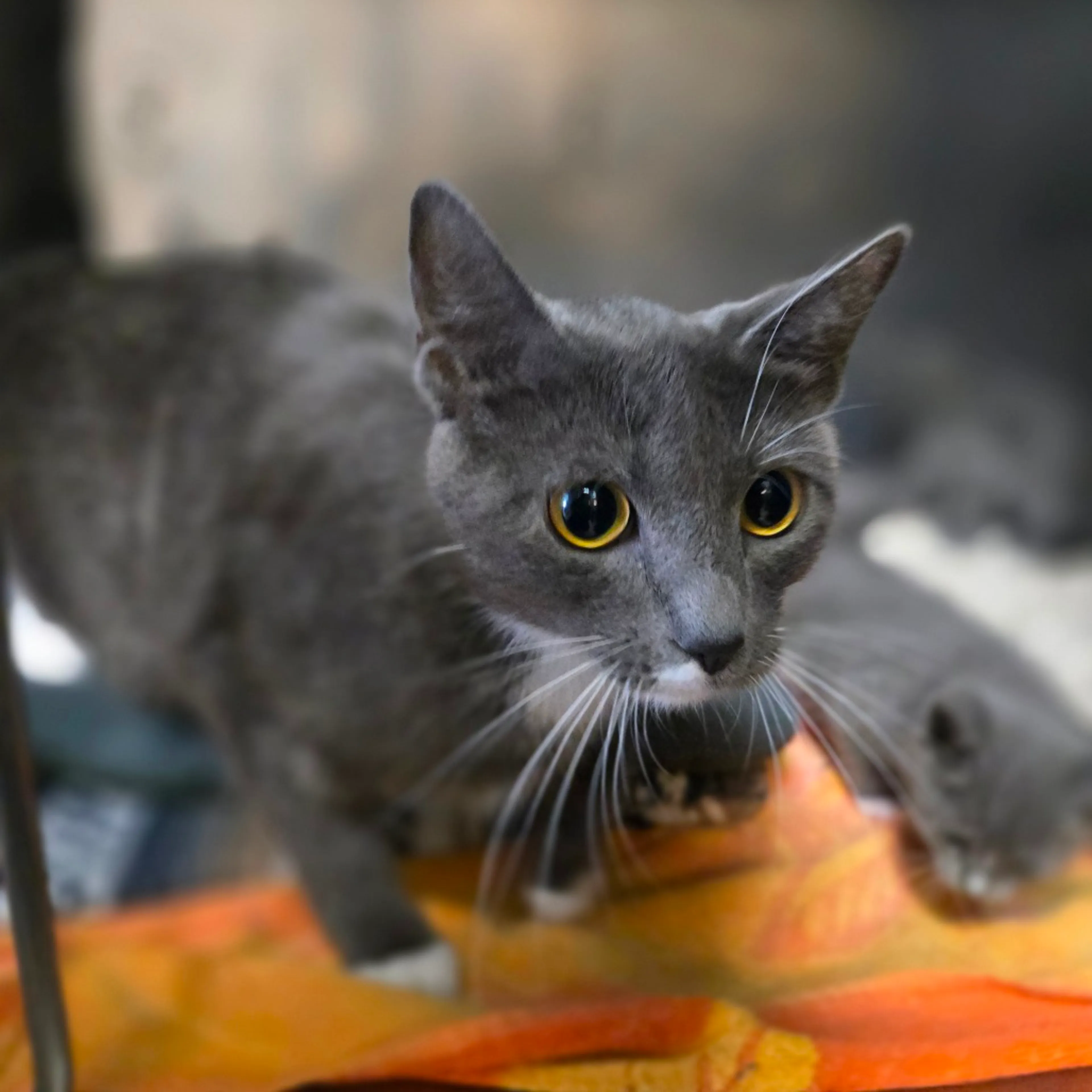 Found pet