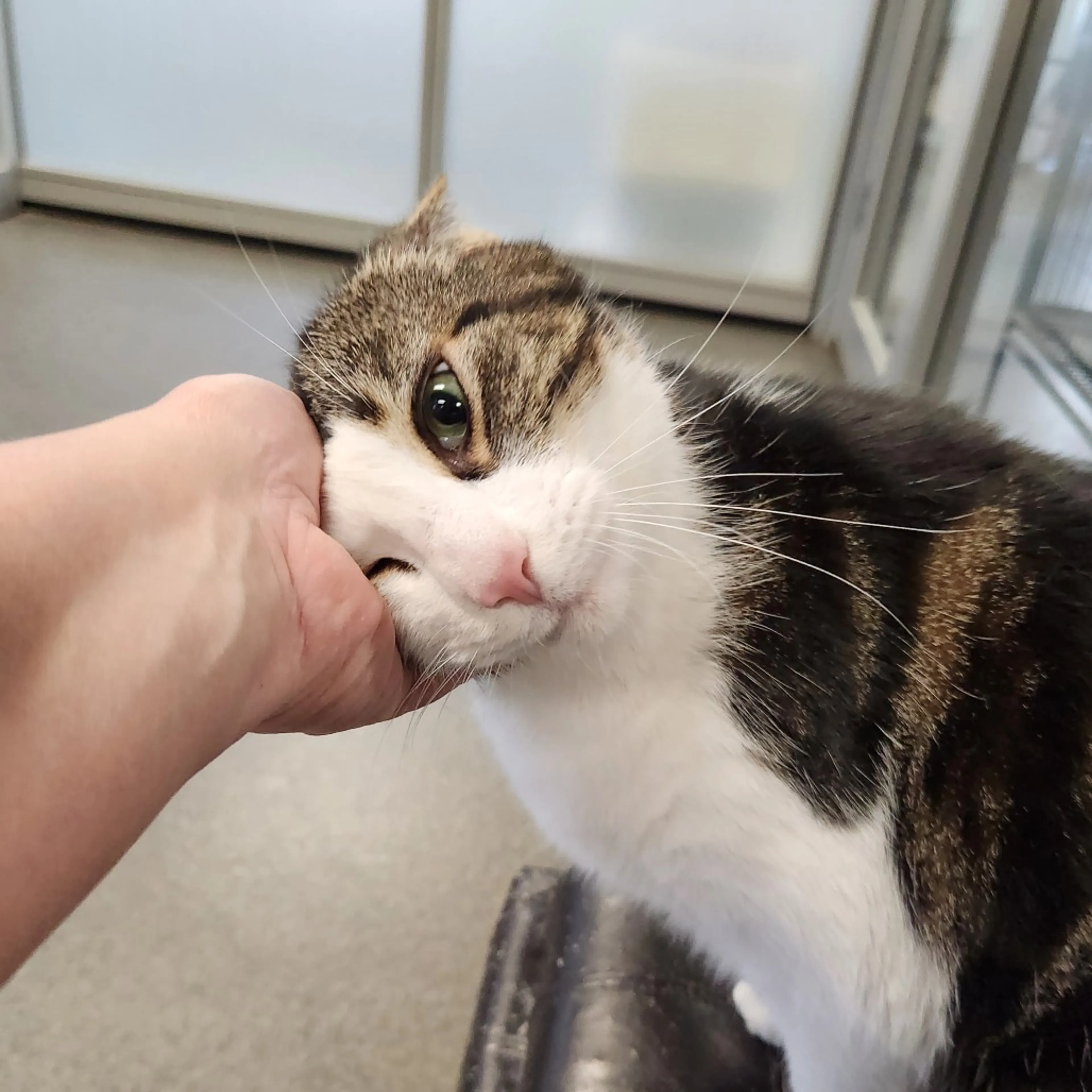 Found pet-1