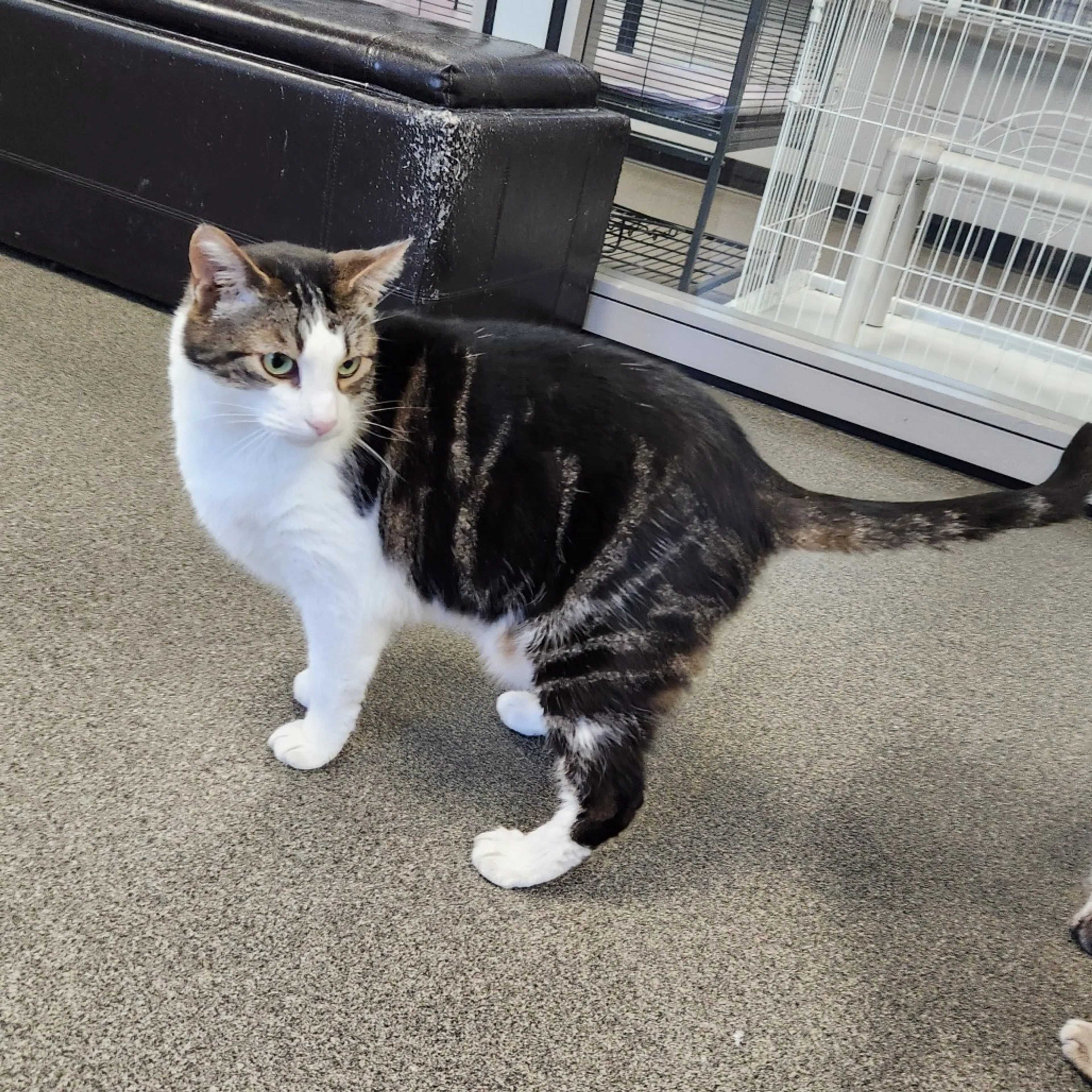 Found pet-5