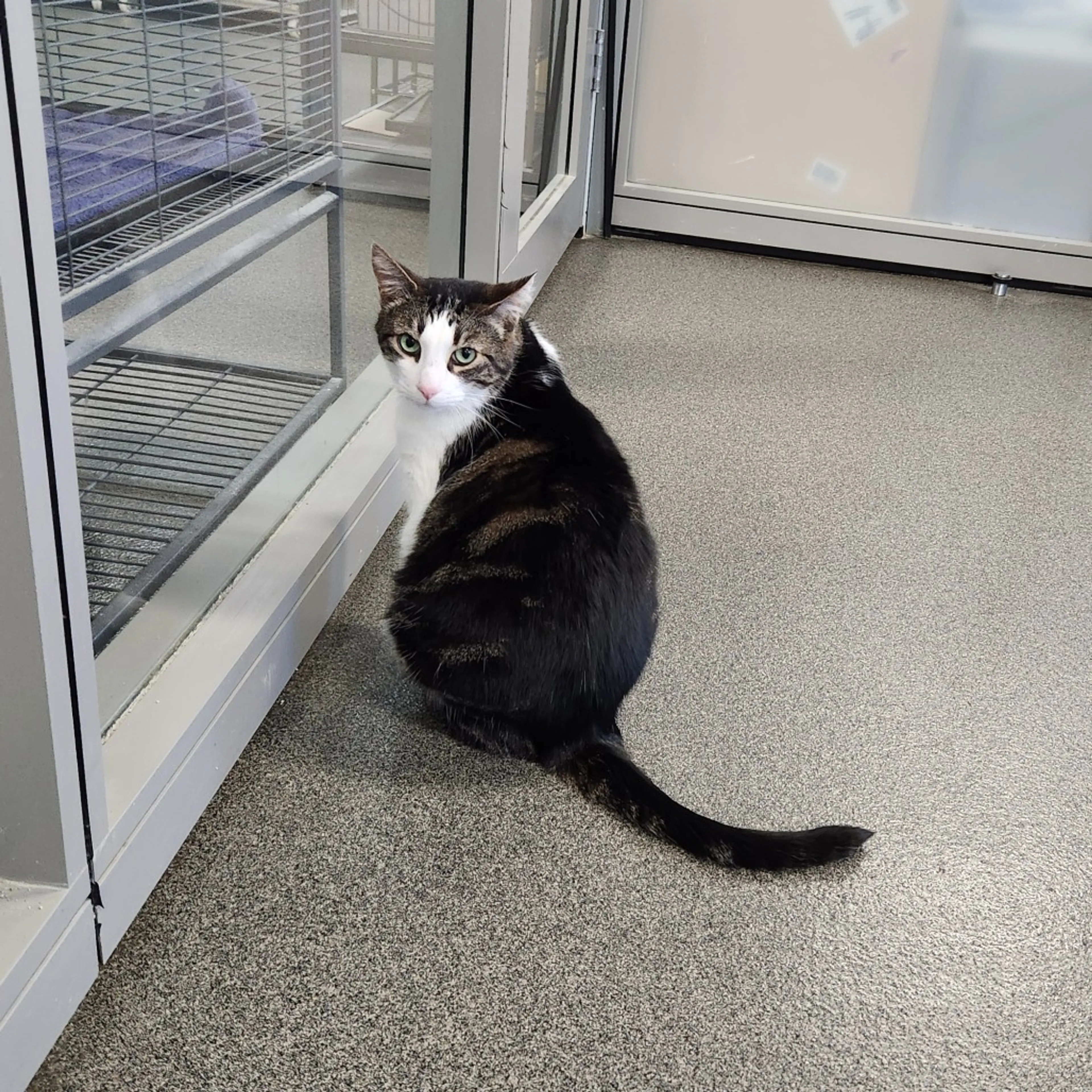 Found pet-2