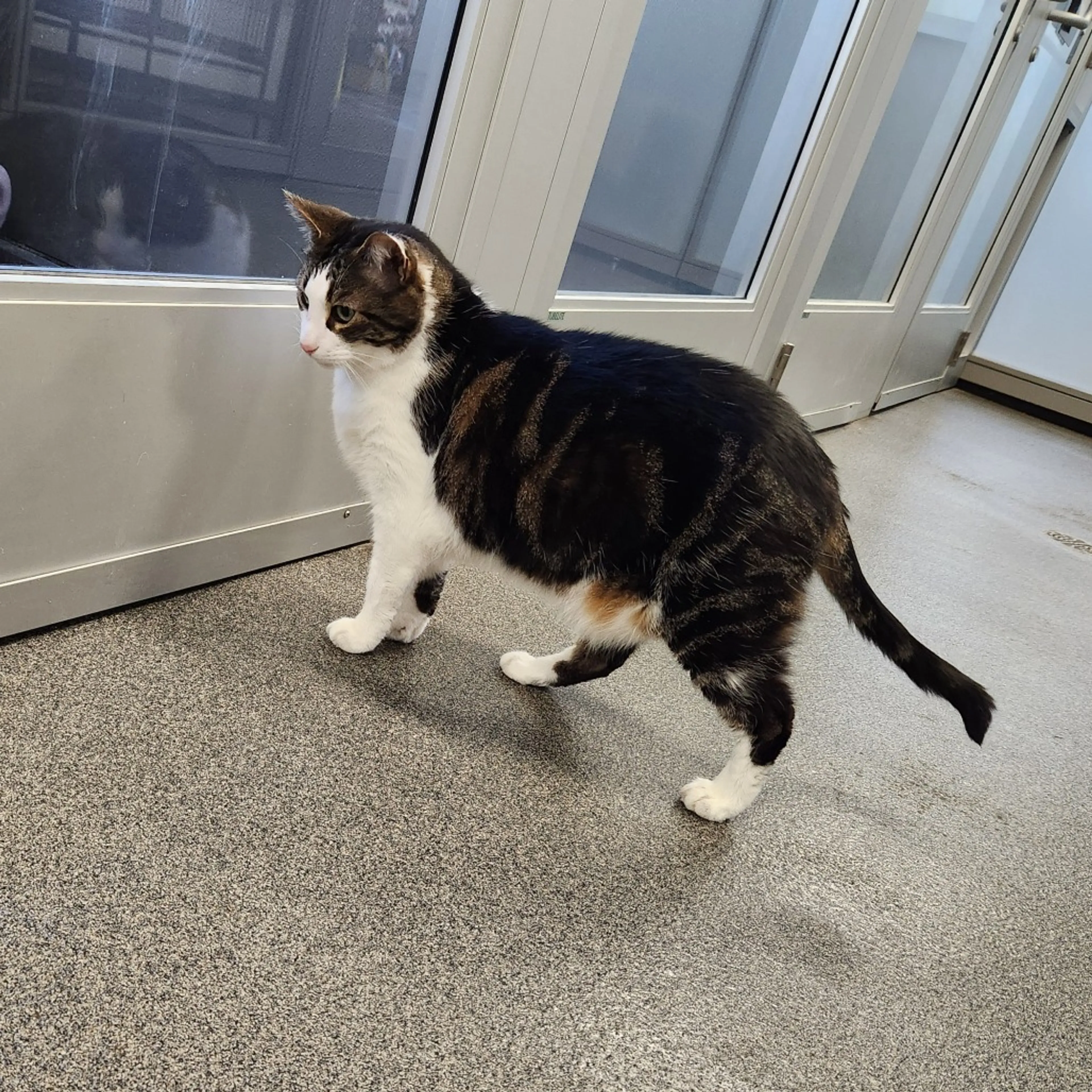 Found pet-4