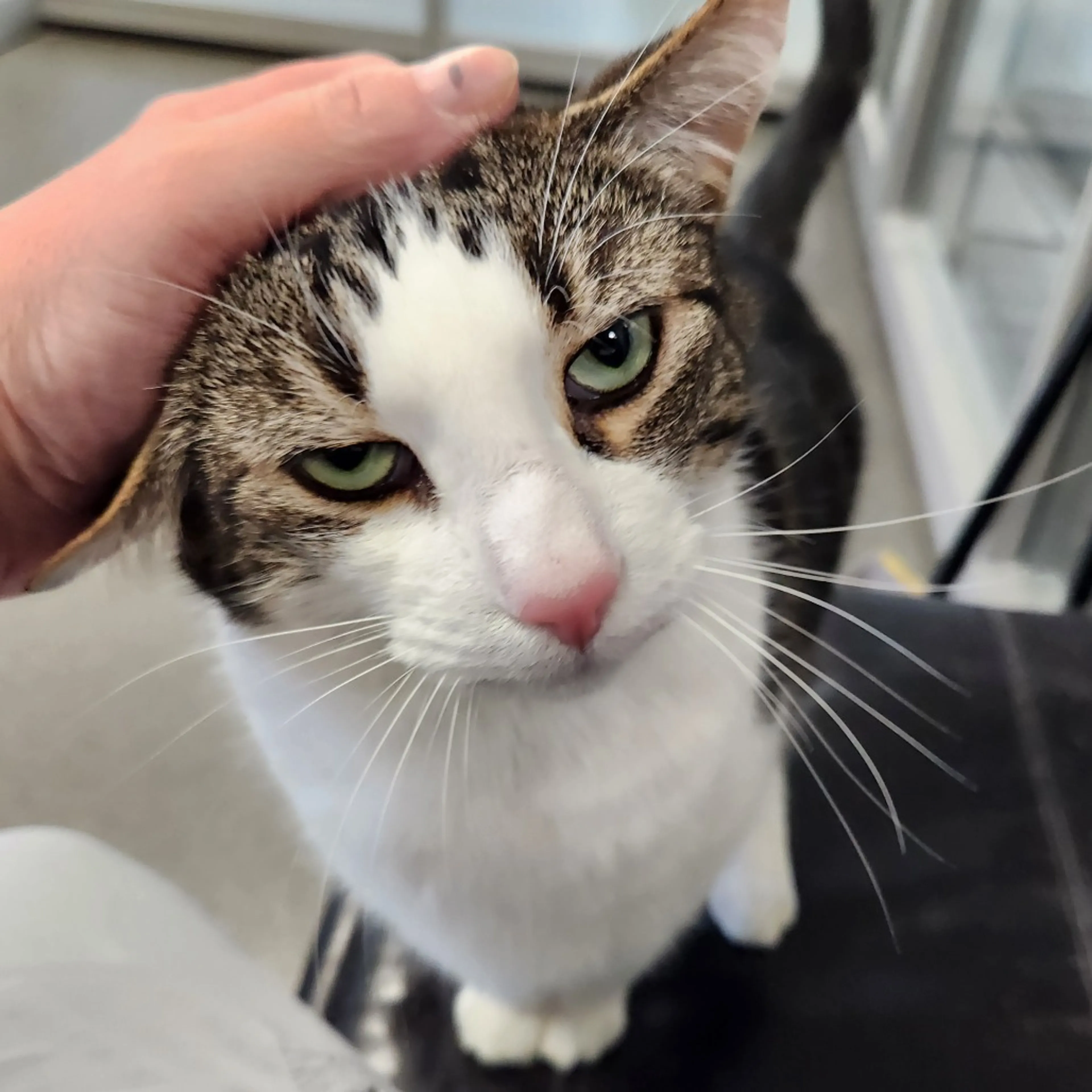 Found pet-3