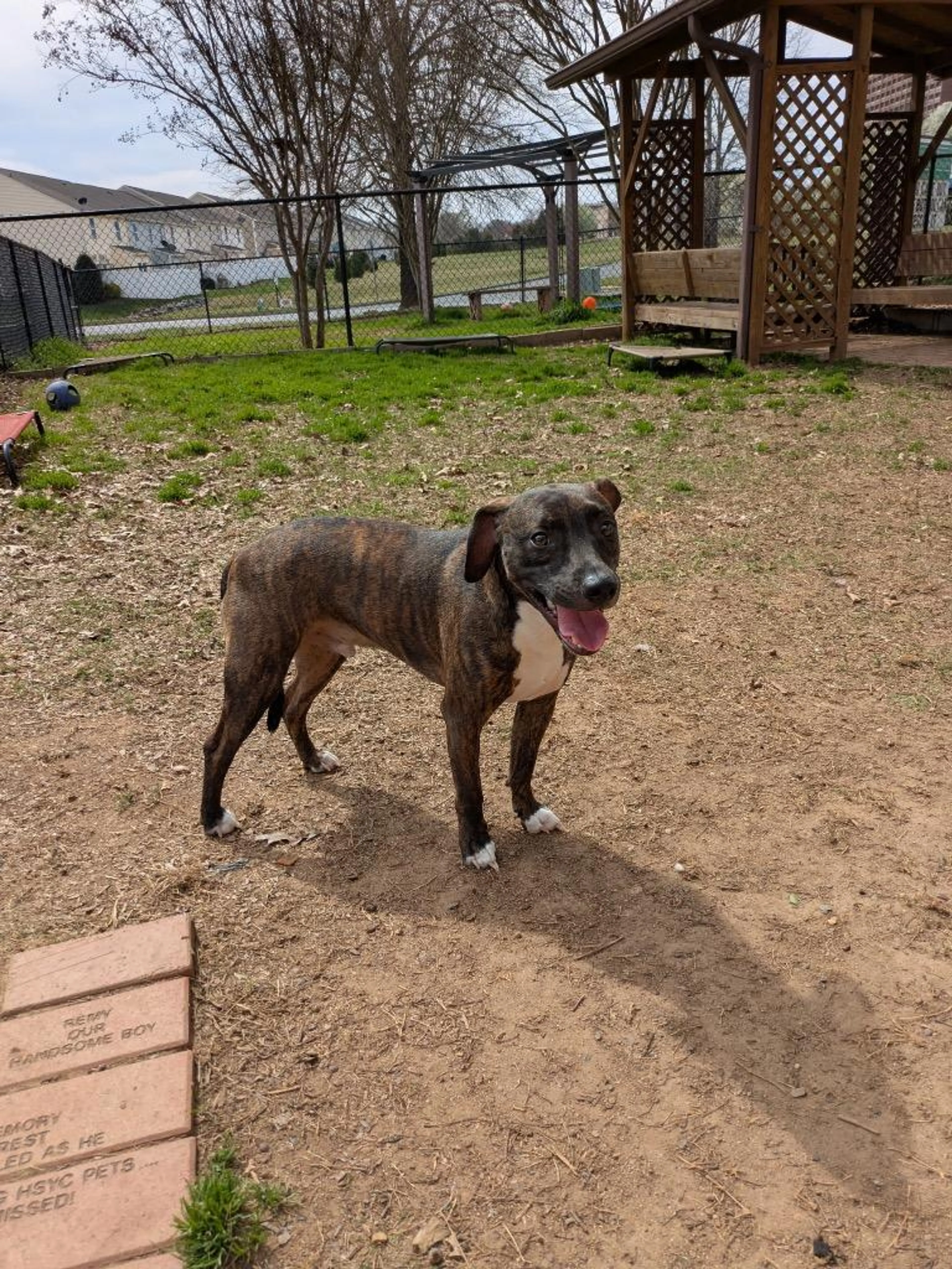 Found pet-1