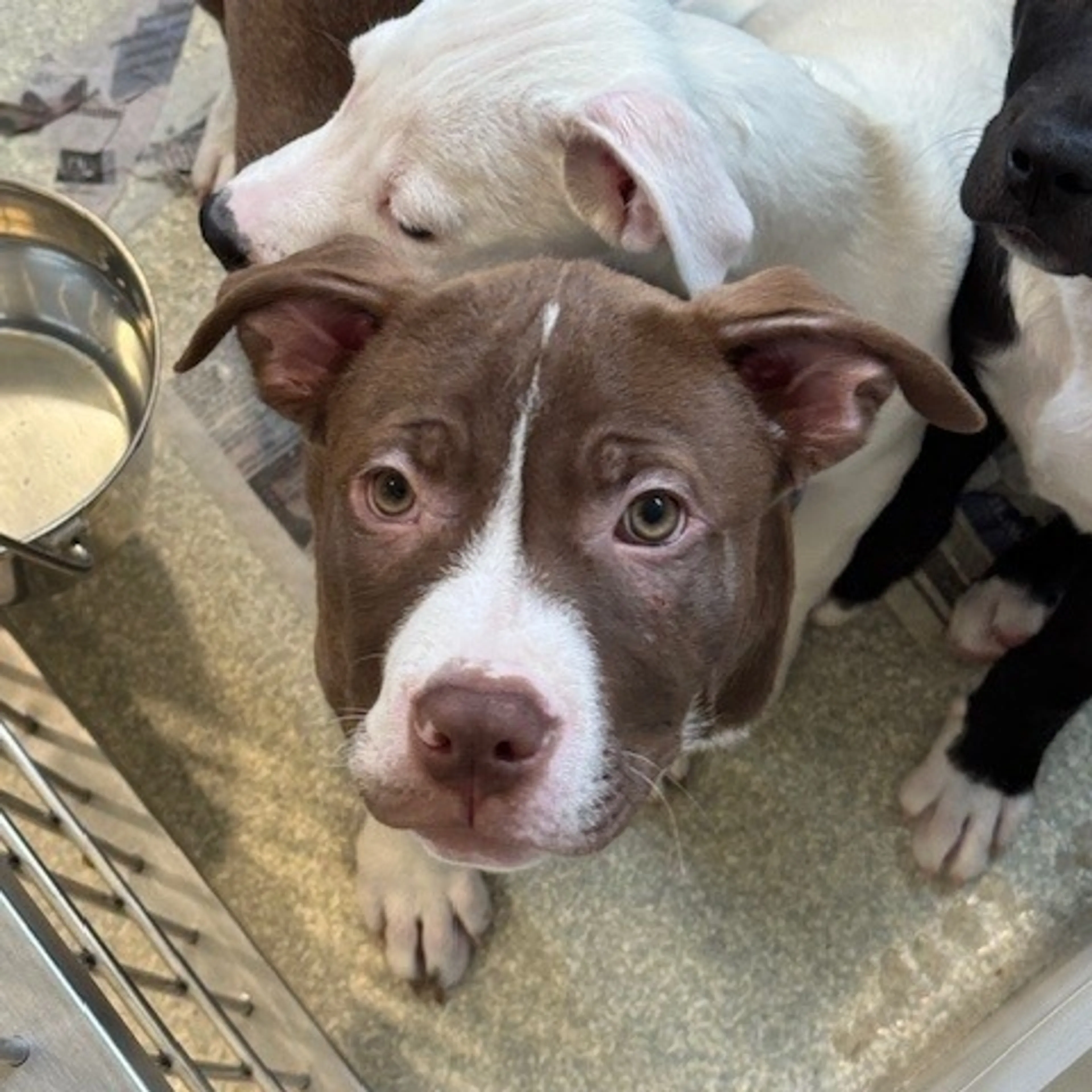 Found pet-0