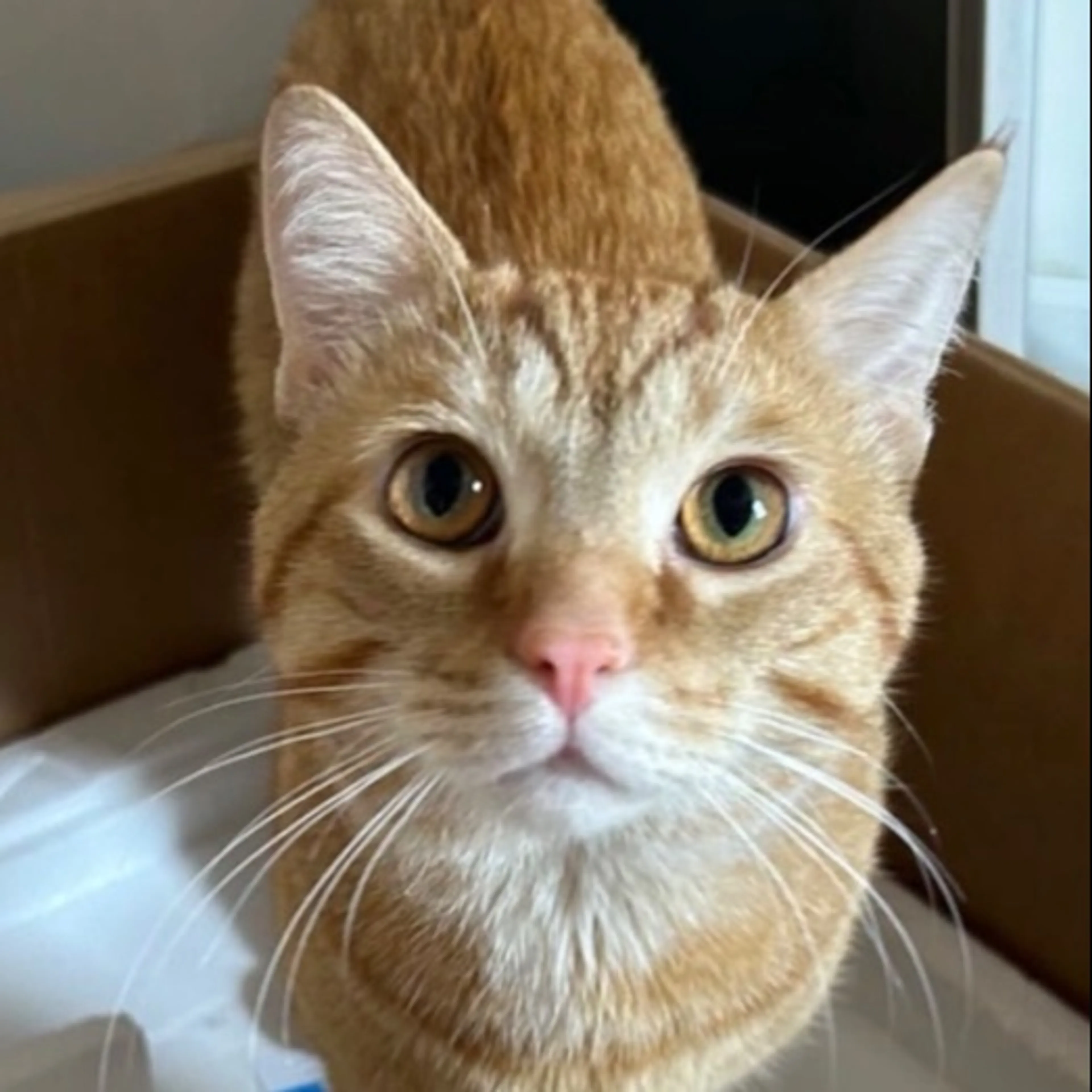 Lost pet