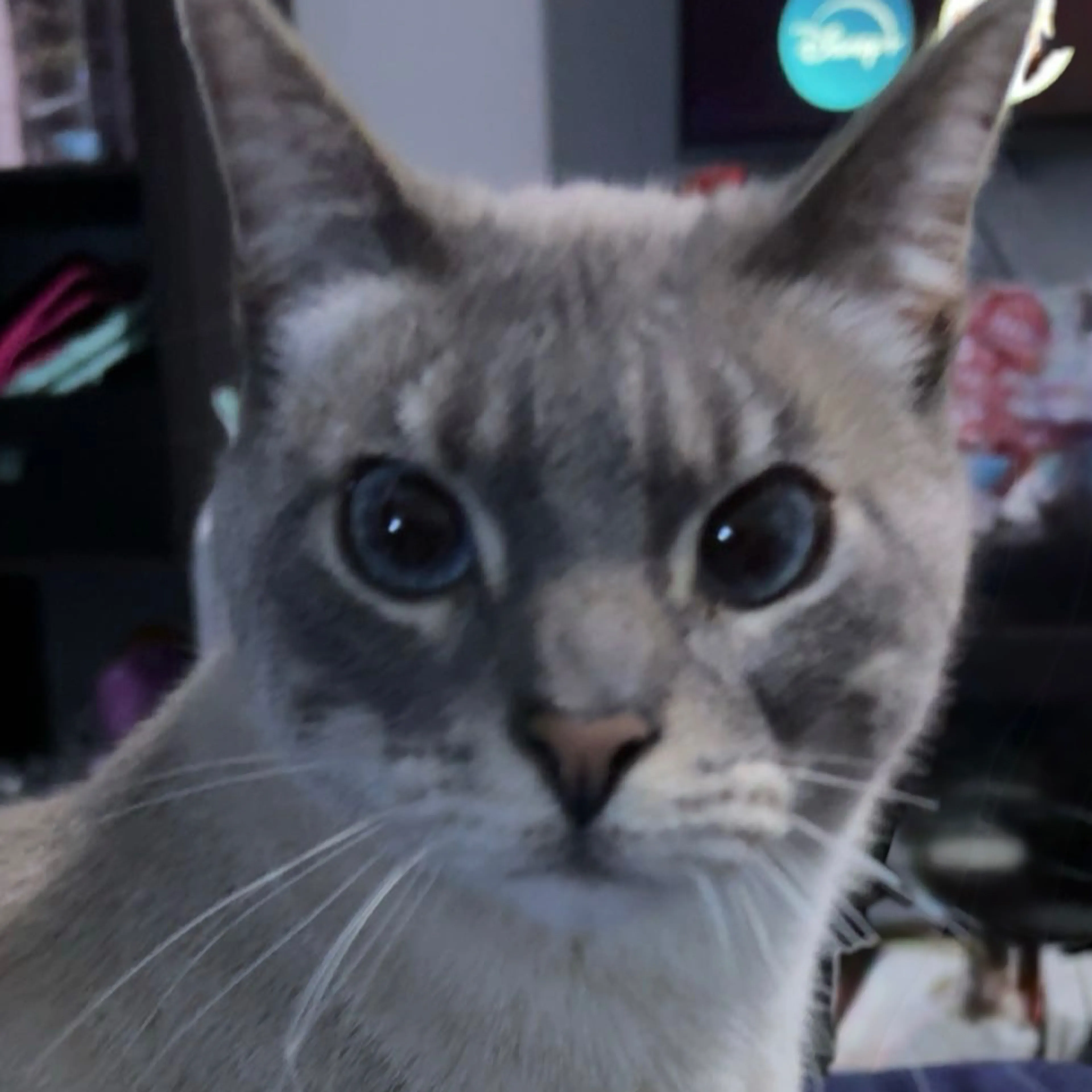 Lost pet-2